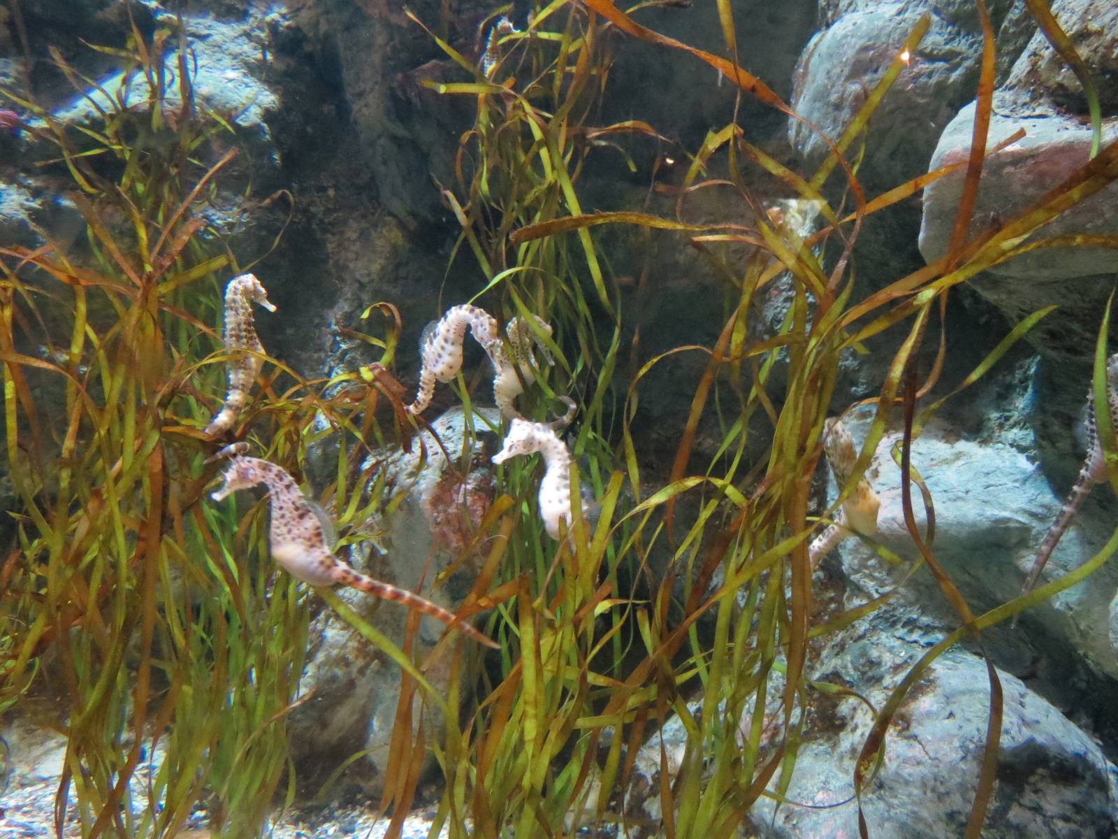 PPG Aquarium - The Coral Reef - Pot-bellied Seahorse Exhibit