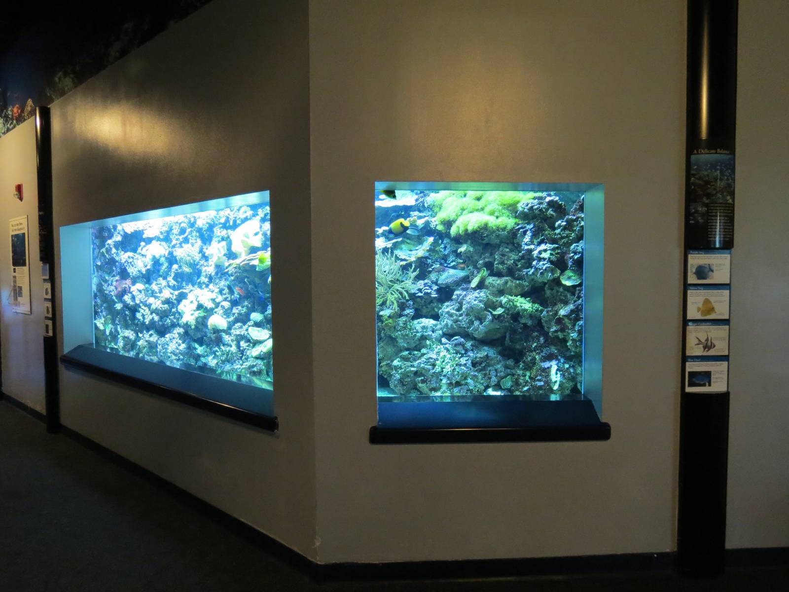 PPG Aquarium - The Coral Reef - Reef Fish Exhibit