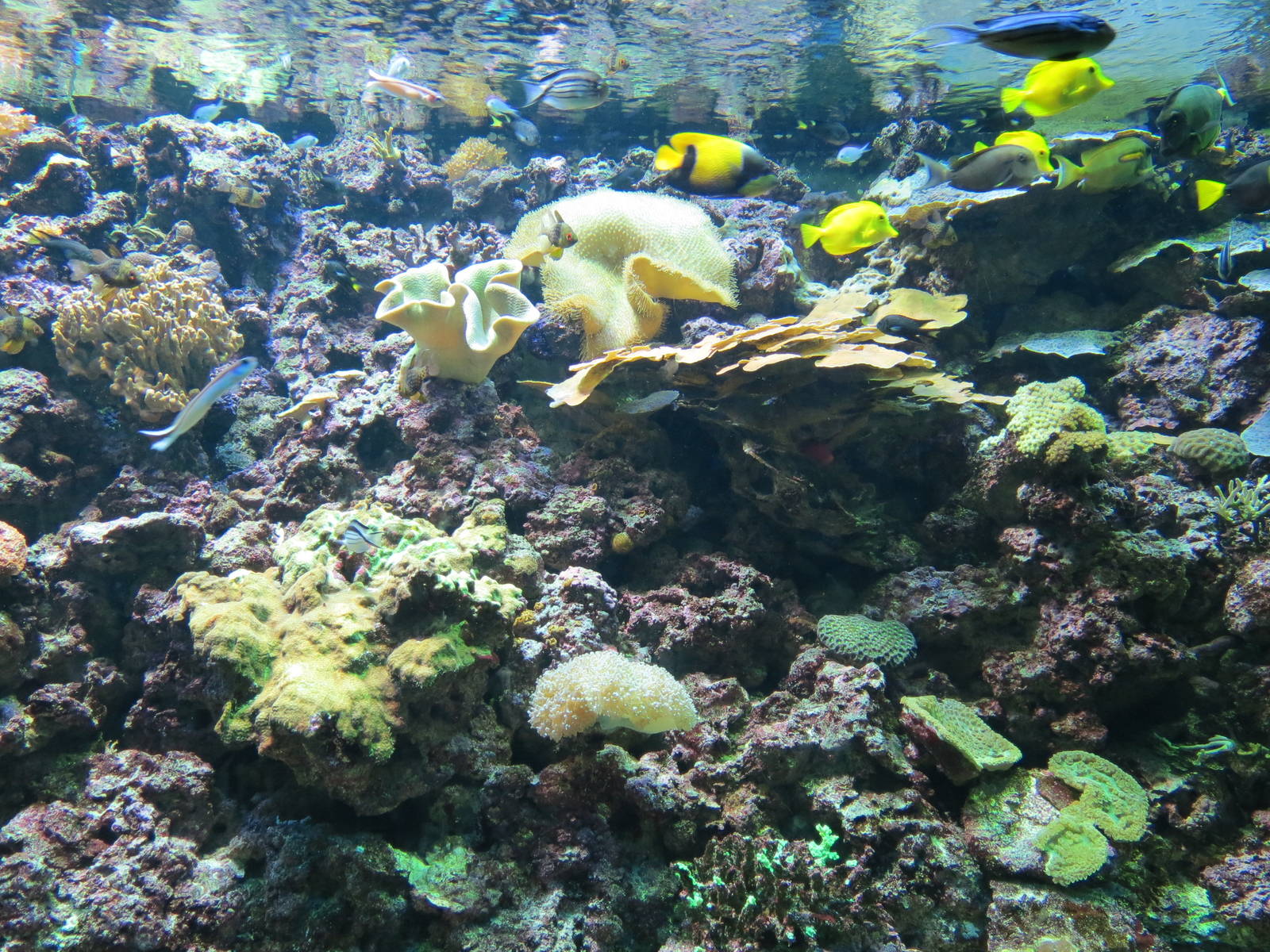 PPG Aquarium - The Coral Reef - Reef Fish Exhibit