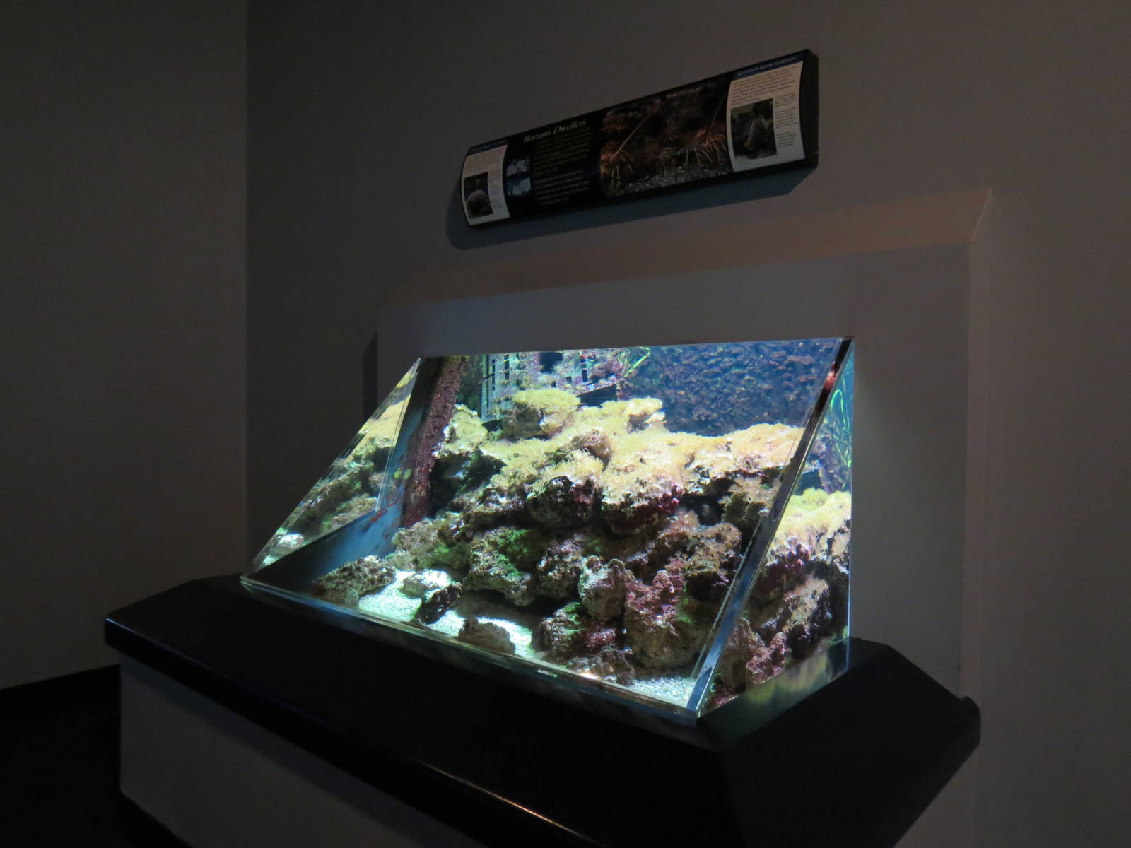 PPG Aquarium - The Coral Reef - Ridged Slipper Lobster and Spotted Spiny Lo