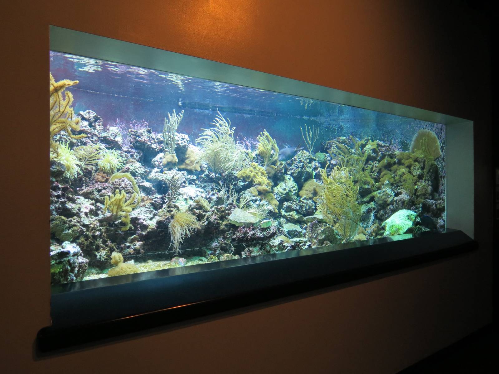 PPG Aquarium - The Coral Reef - Royal Gramma and Others Exhibit