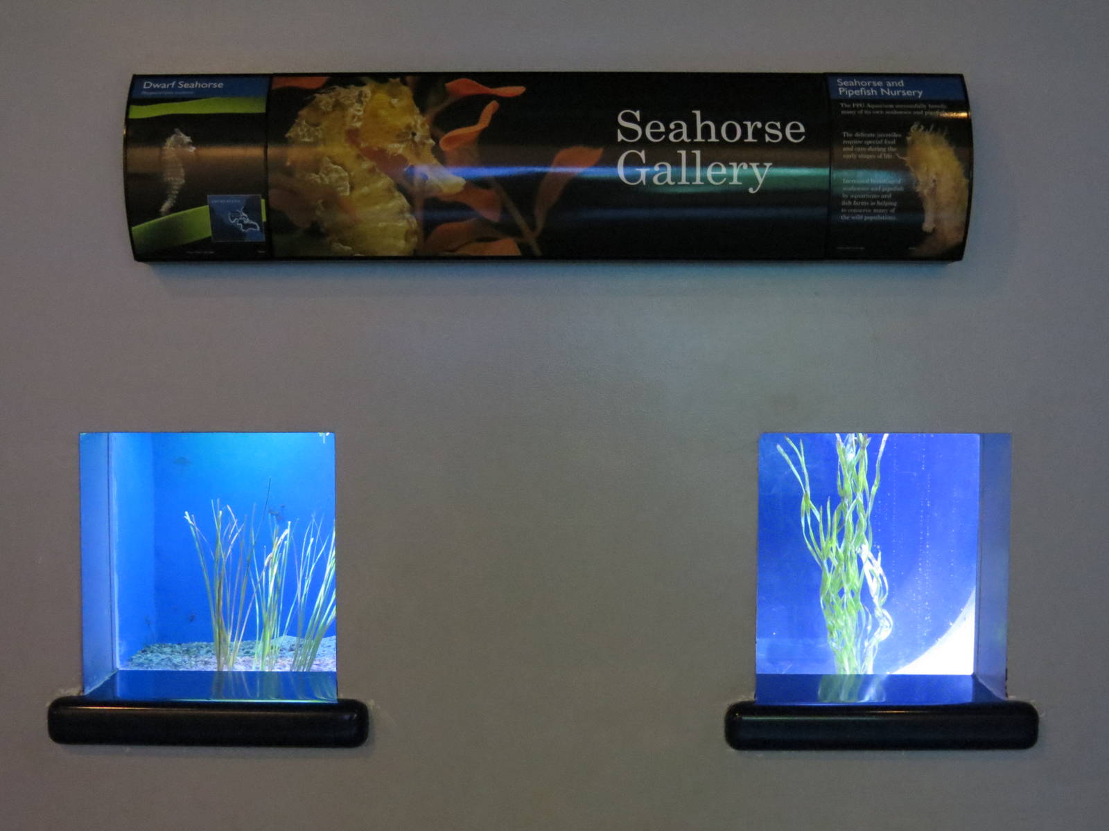 PPG Aquarium - The Coral Reef - Seahorse Nursery and Dwarf Seahorse Exhibit
