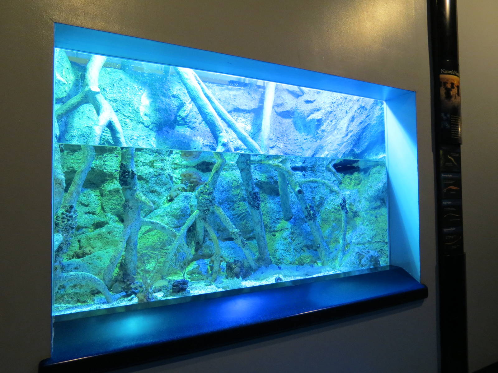 PPG Aquarium - The Coral Reef - Upside-down Jellyfish Exhibit