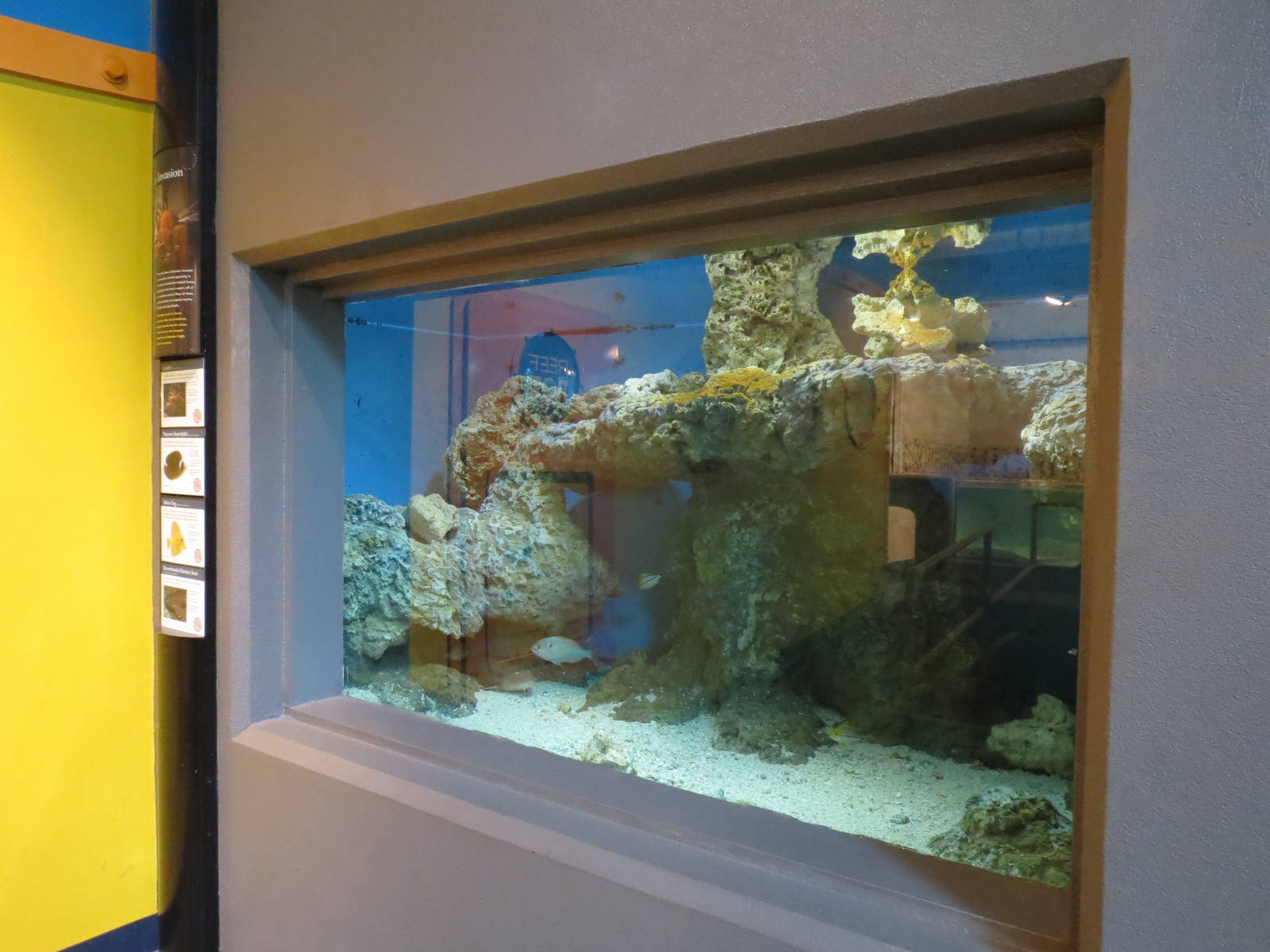 PPG Aquarium - The Open Ocean - Brownbanded Bamboo Shark and Others Exhibit