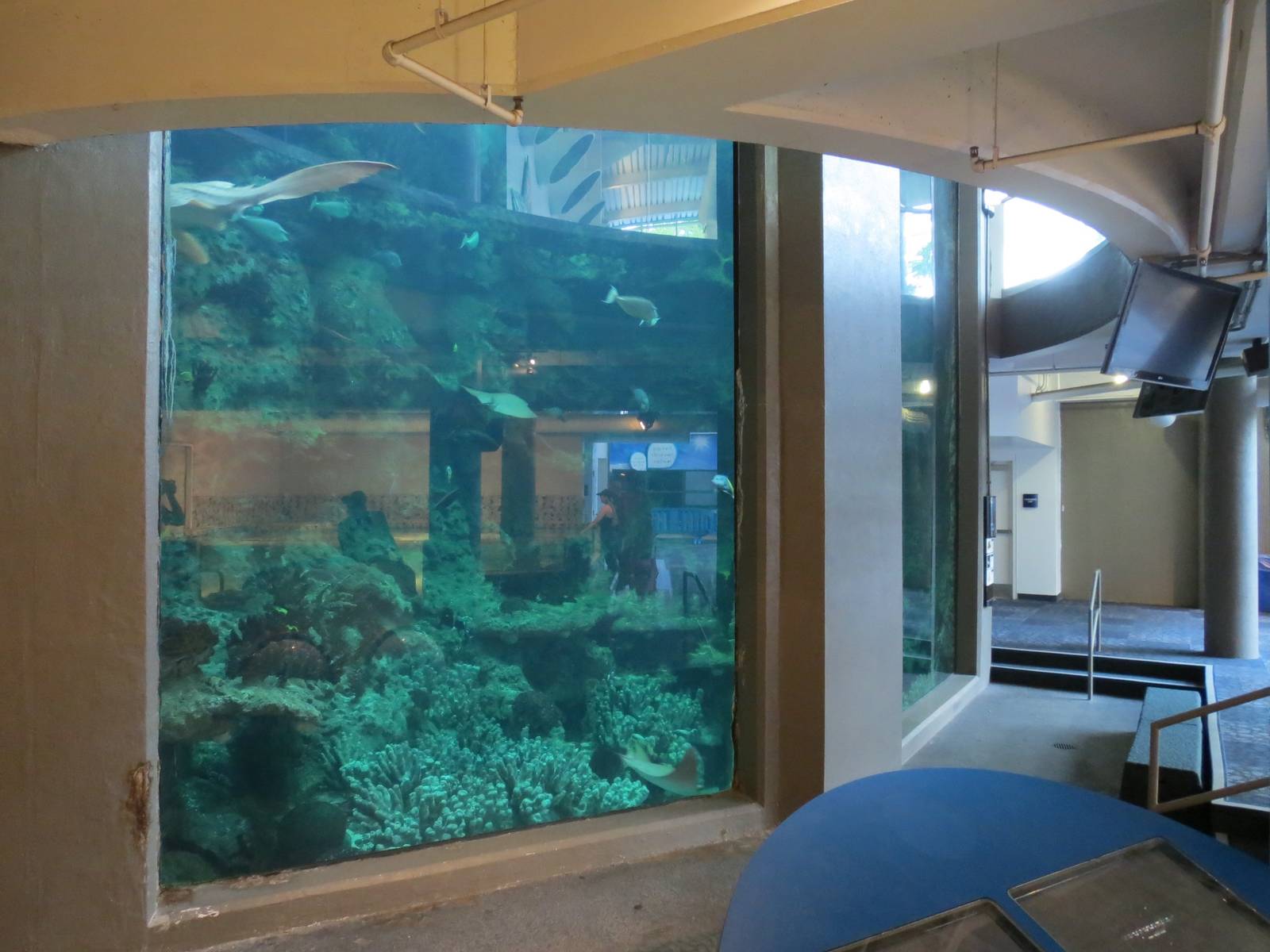 PPG Aquarium - The Open Ocean - Main Tank Lower Viewing Area