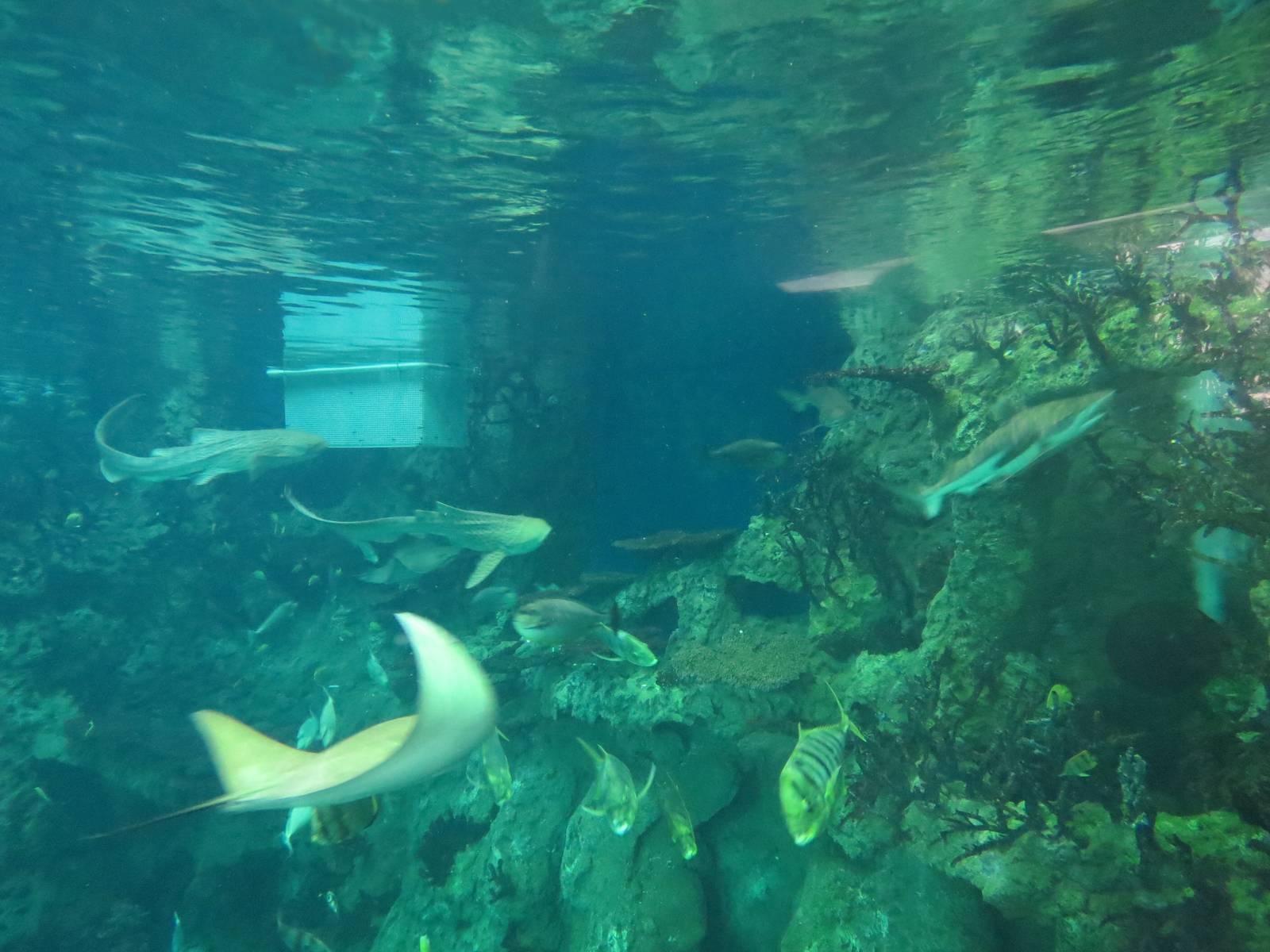 PPG Aquarium - The Open Ocean - Main Tank