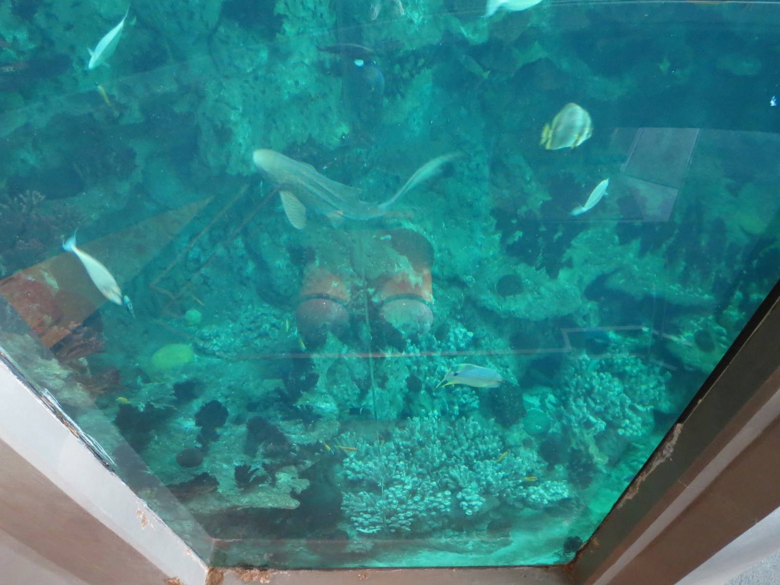 PPG Aquarium - The Open Ocean - Main Tank