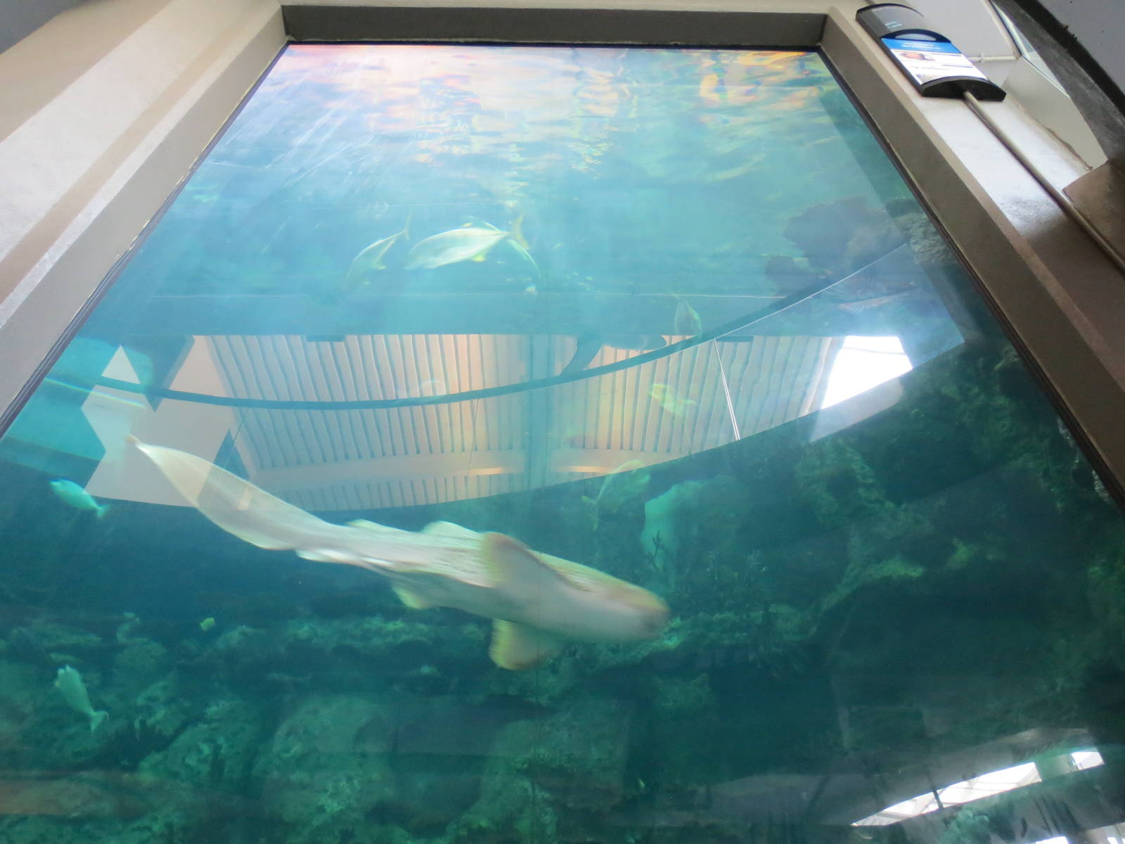 PPG Aquarium - The Open Ocean - Main Tank