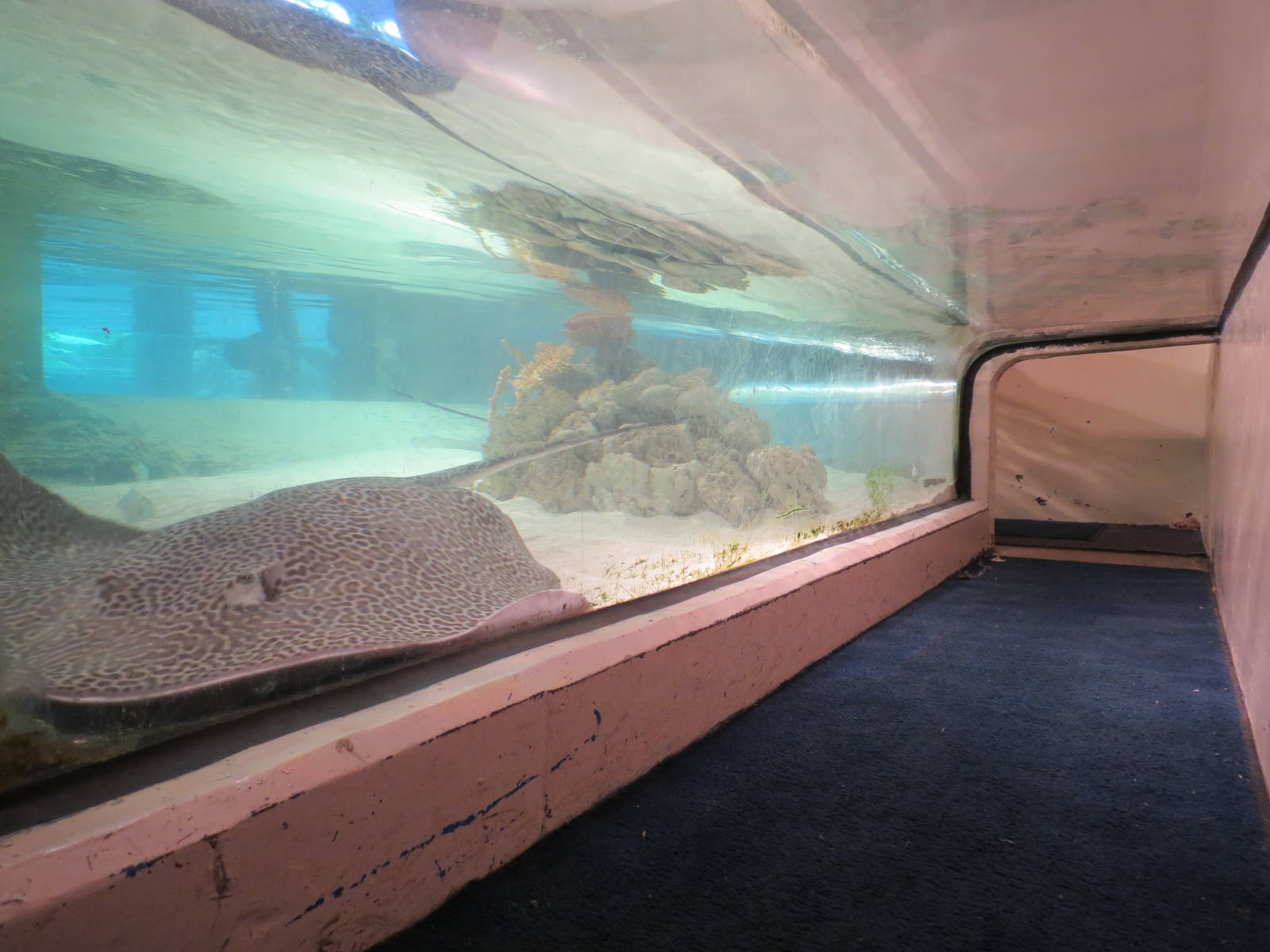 PPG Aquarium - The Open Ocean - Ray Exhibit Crawl Tunnel