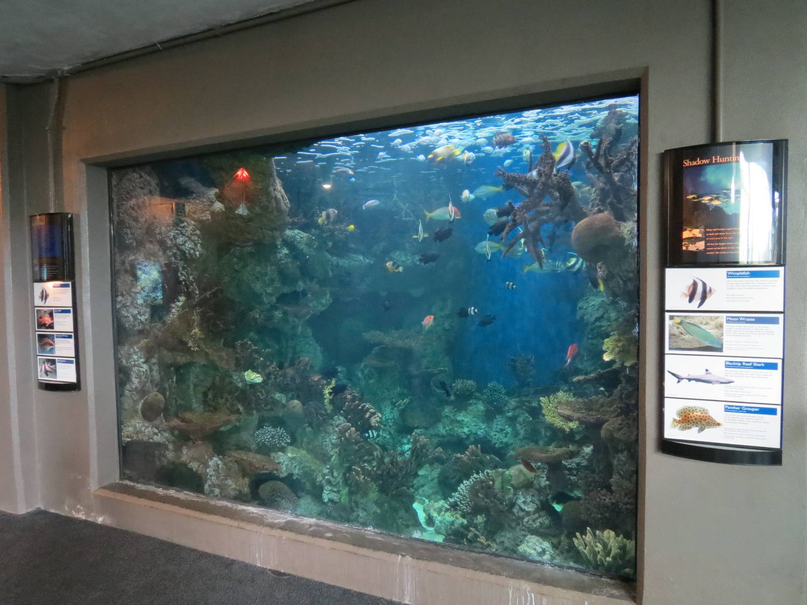 PPG Aquarium - The Open Ocean - Wimplefish and Others Exhibit