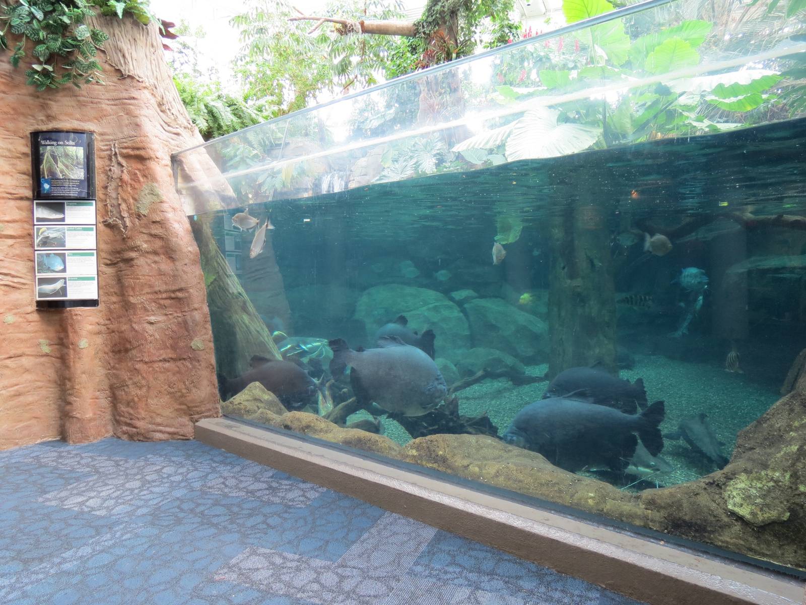 PPG Aquarium - Tropical Freshwater Rainforest - Arapaima, Redtail Catfish,