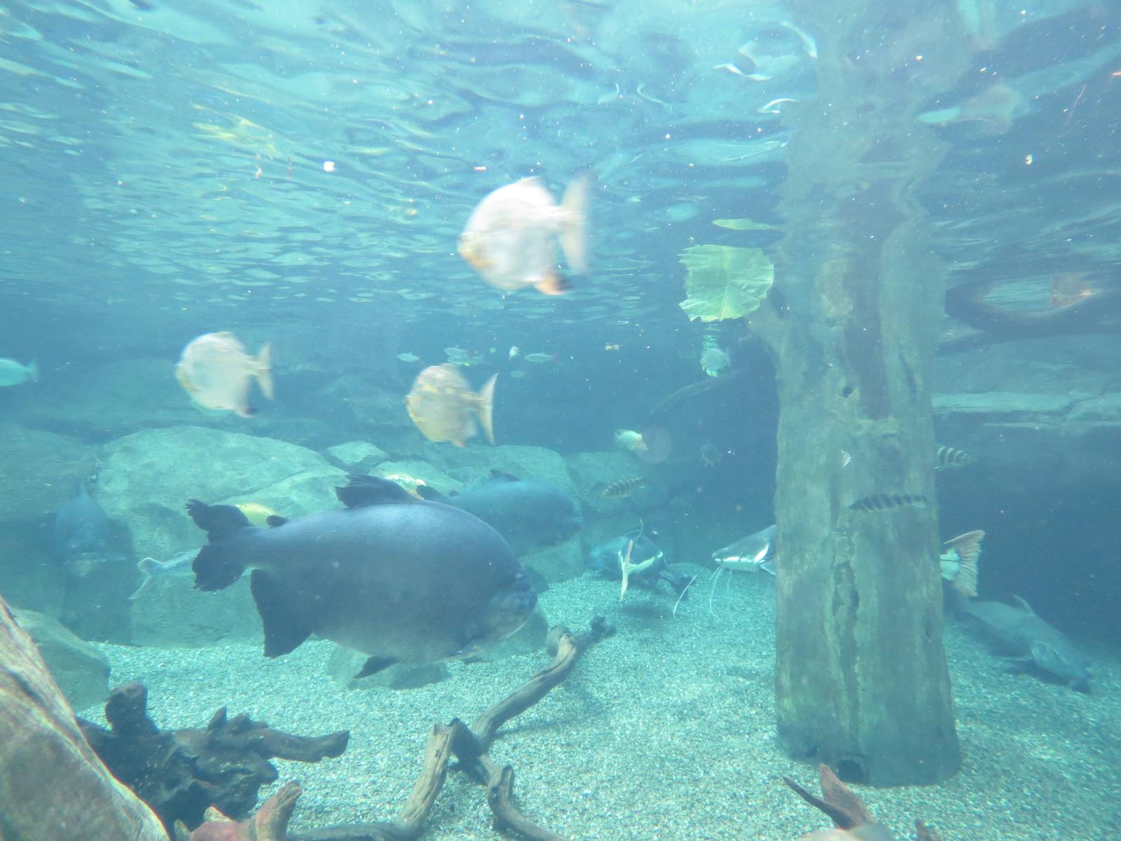 PPG Aquarium - Tropical Freshwater Rainforest - Arapaima, Redtail Catfish,