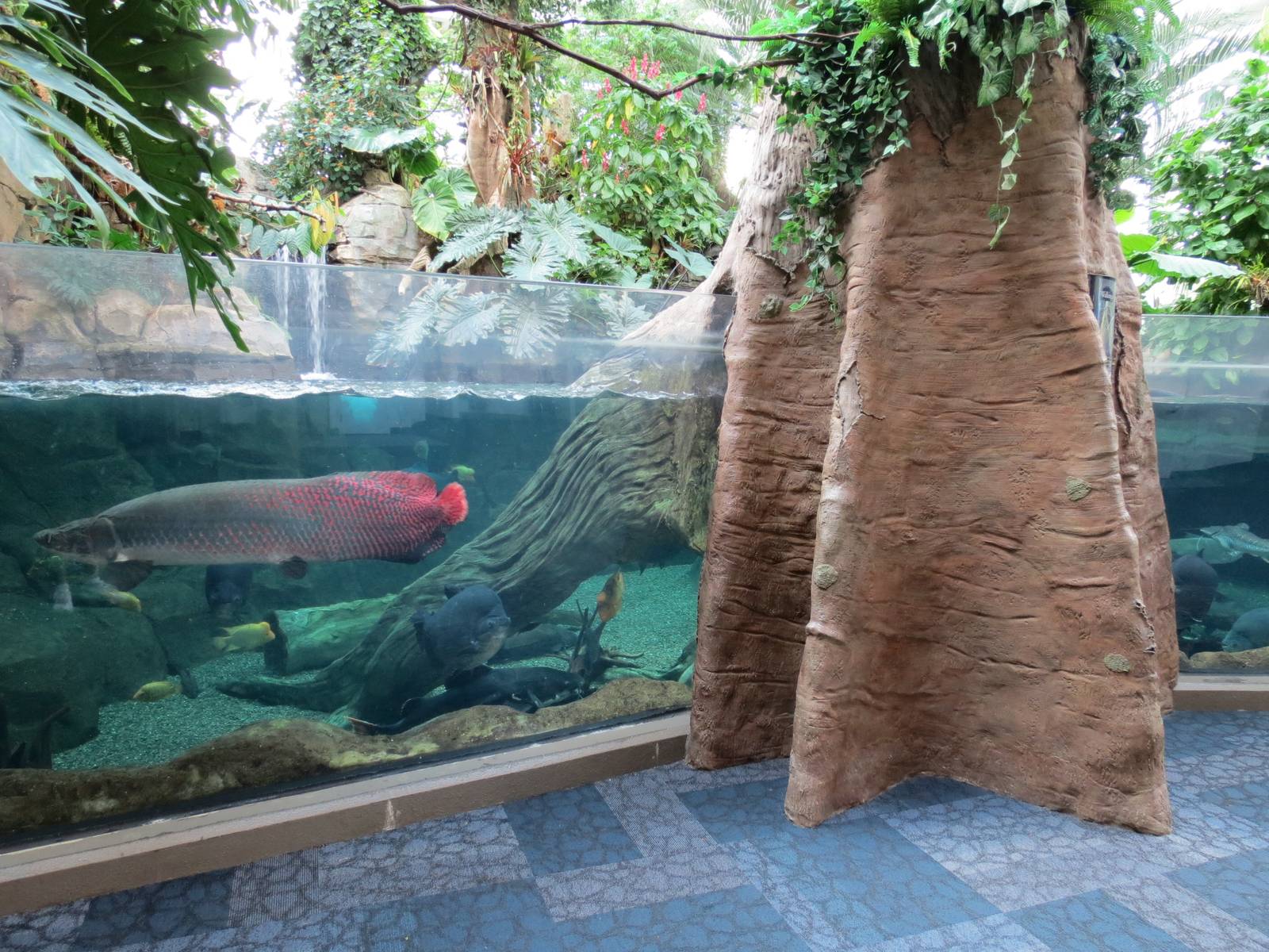 PPG Aquarium - Tropical Freshwater Rainforest - Arapaima, Redtail Catfish,