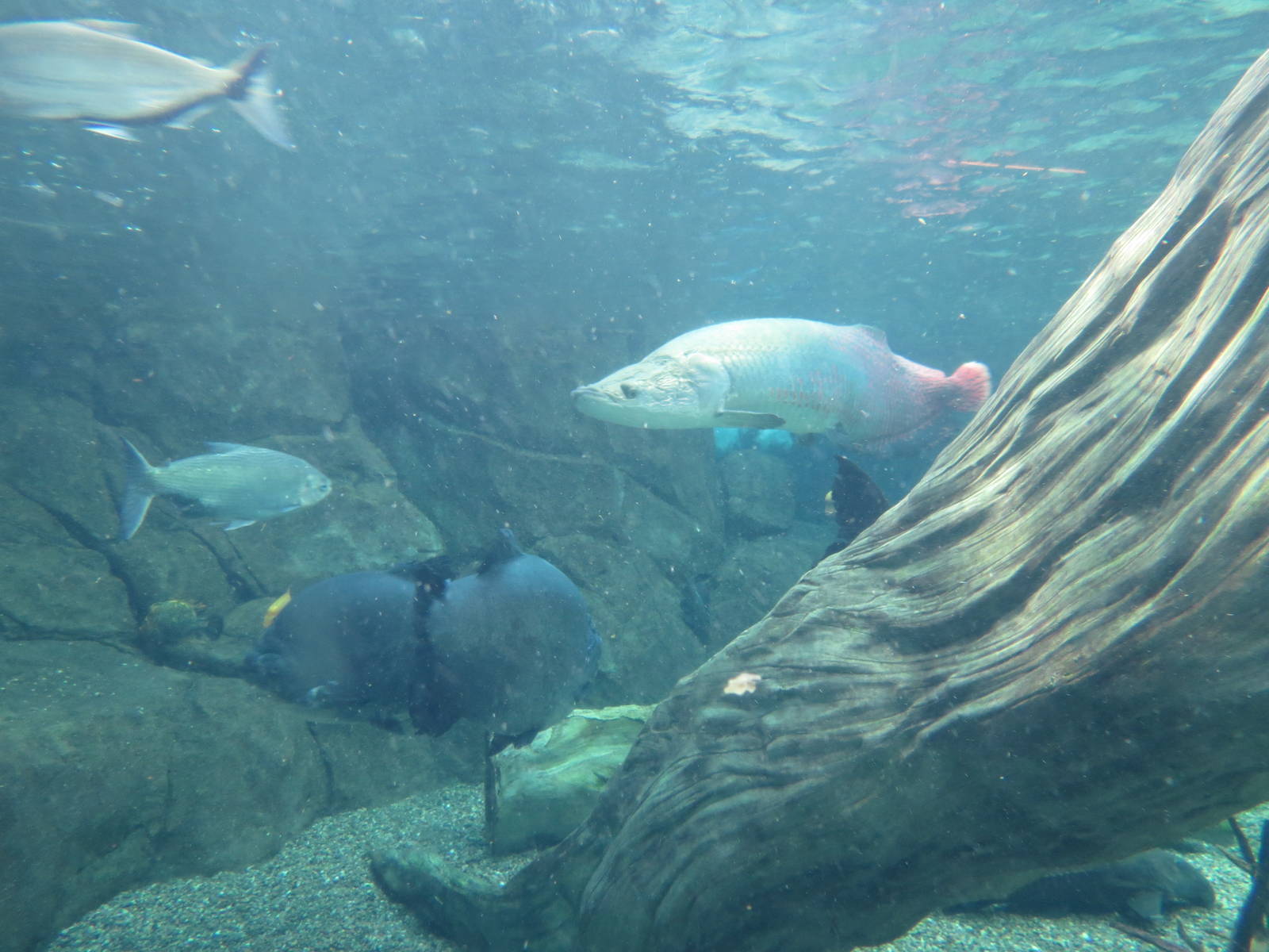 PPG Aquarium - Tropical Freshwater Rainforest - Arapaima, Redtail Catfish,