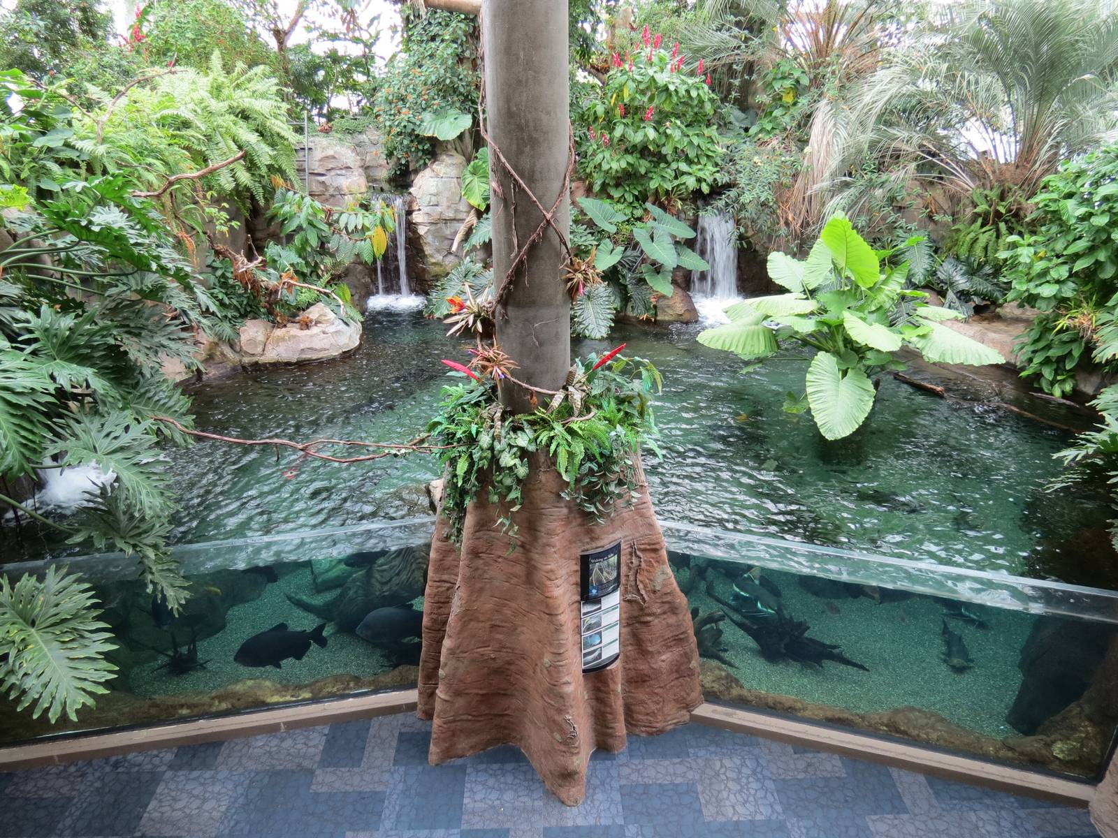PPG Aquarium - Tropical Freshwater Rainforest - Arapaima, Redtail Catfish,