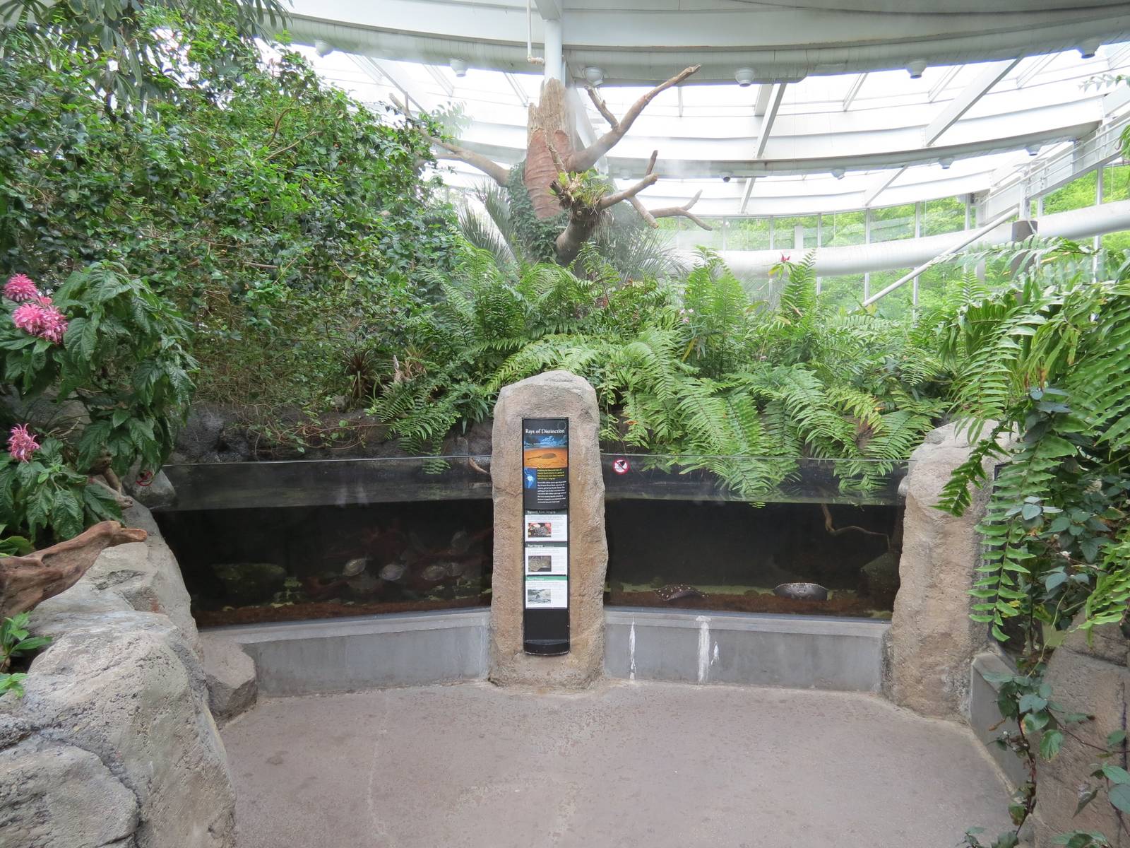 PPG Aquarium - Tropical Freshwater Rainforest - Bigtooth River Stingray, Pe