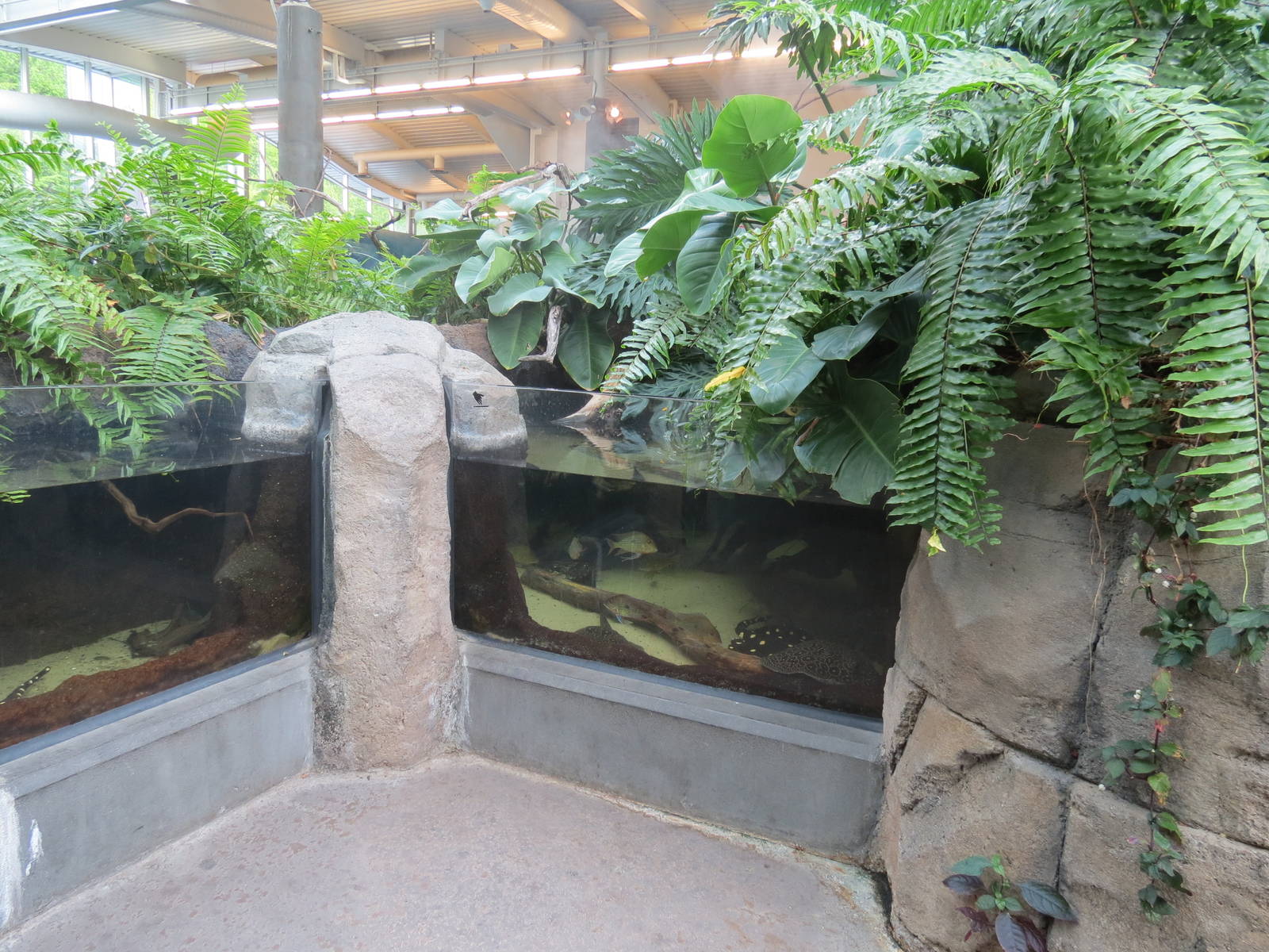 PPG Aquarium - Tropical Freshwater Rainforest - Bigtooth River Stingray, Pe