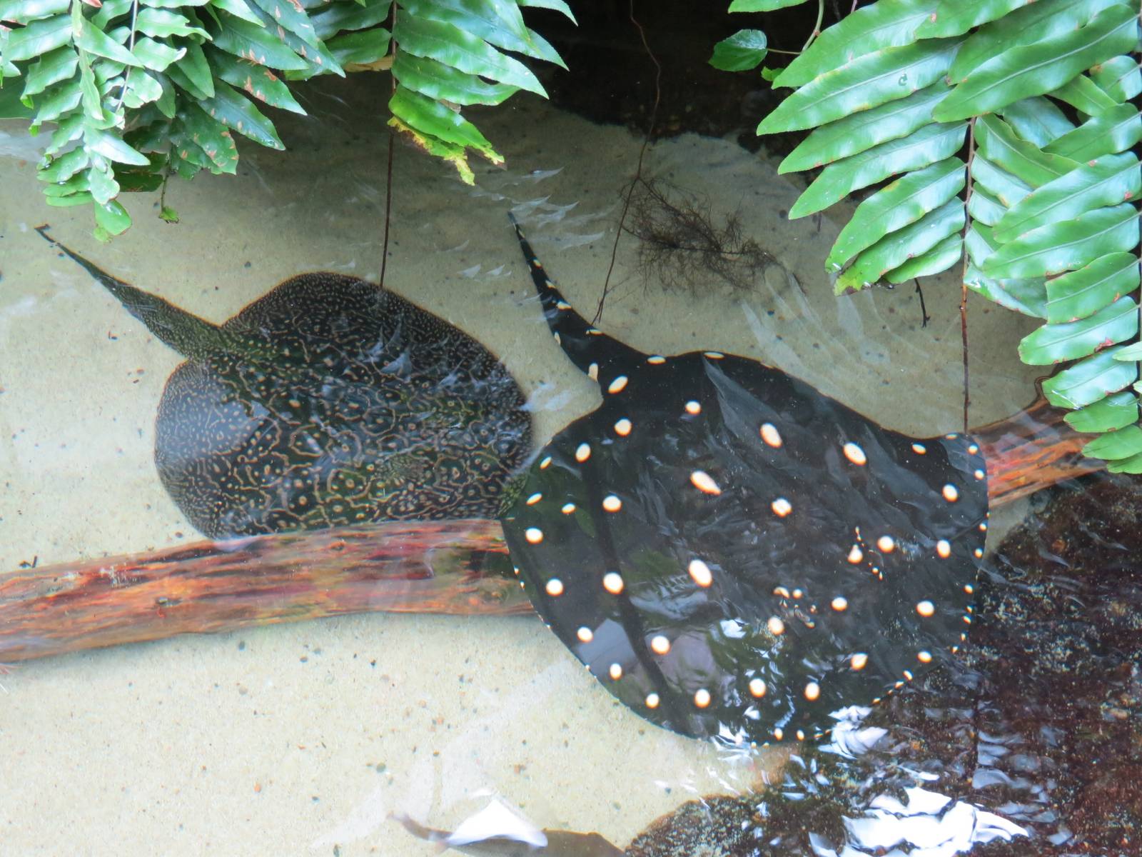 PPG Aquarium - Tropical Freshwater Rainforest - Bigtooth River Stingray, Pe
