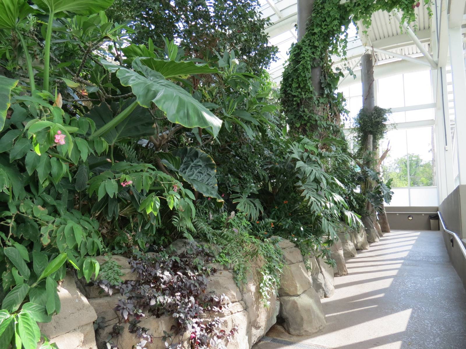 PPG Aquarium - Tropical Freshwater Rainforest - Path