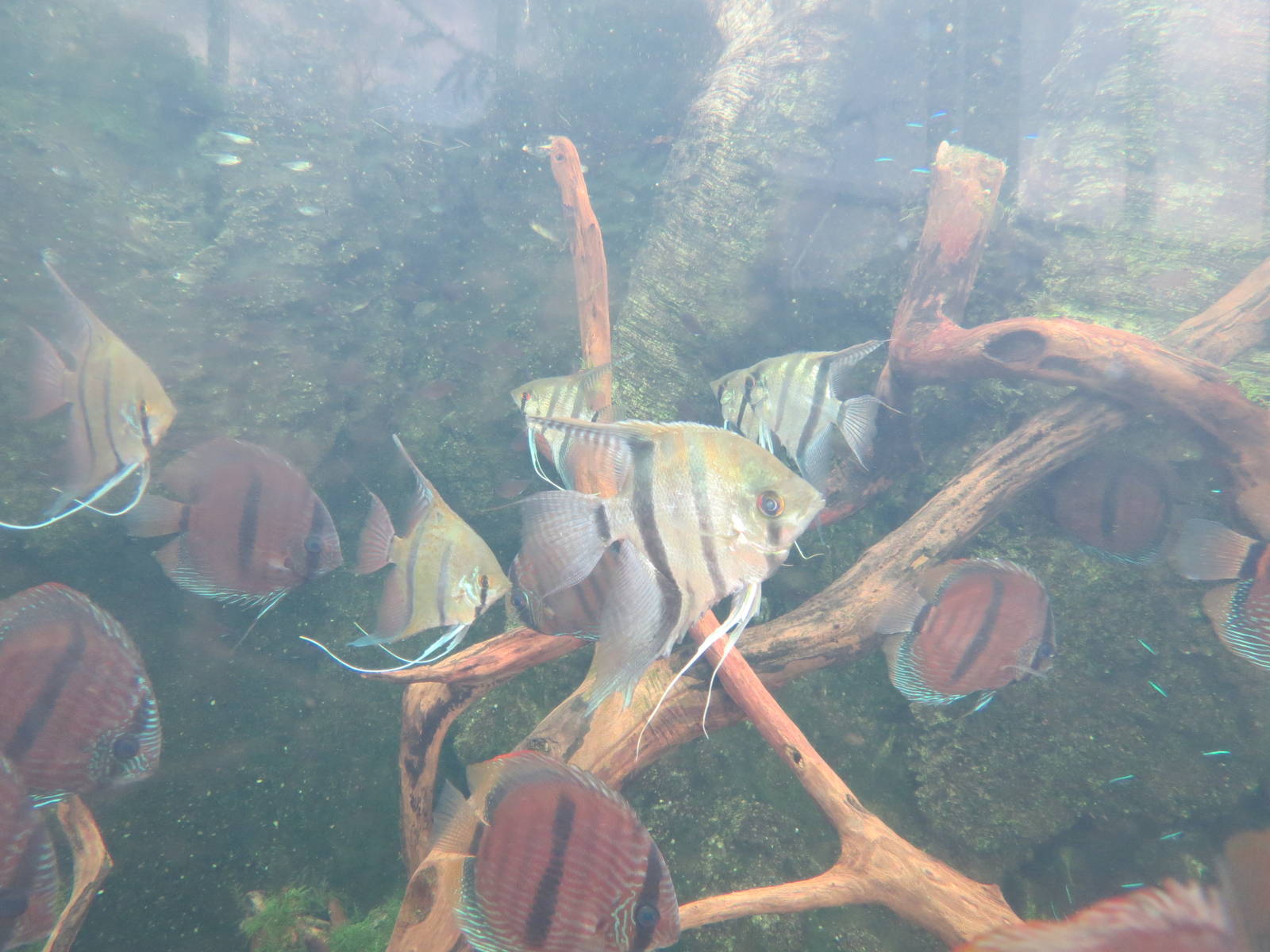 PPG Aquarium - Tropical Freshwater Rainforest - Red Discus and Others Exhib