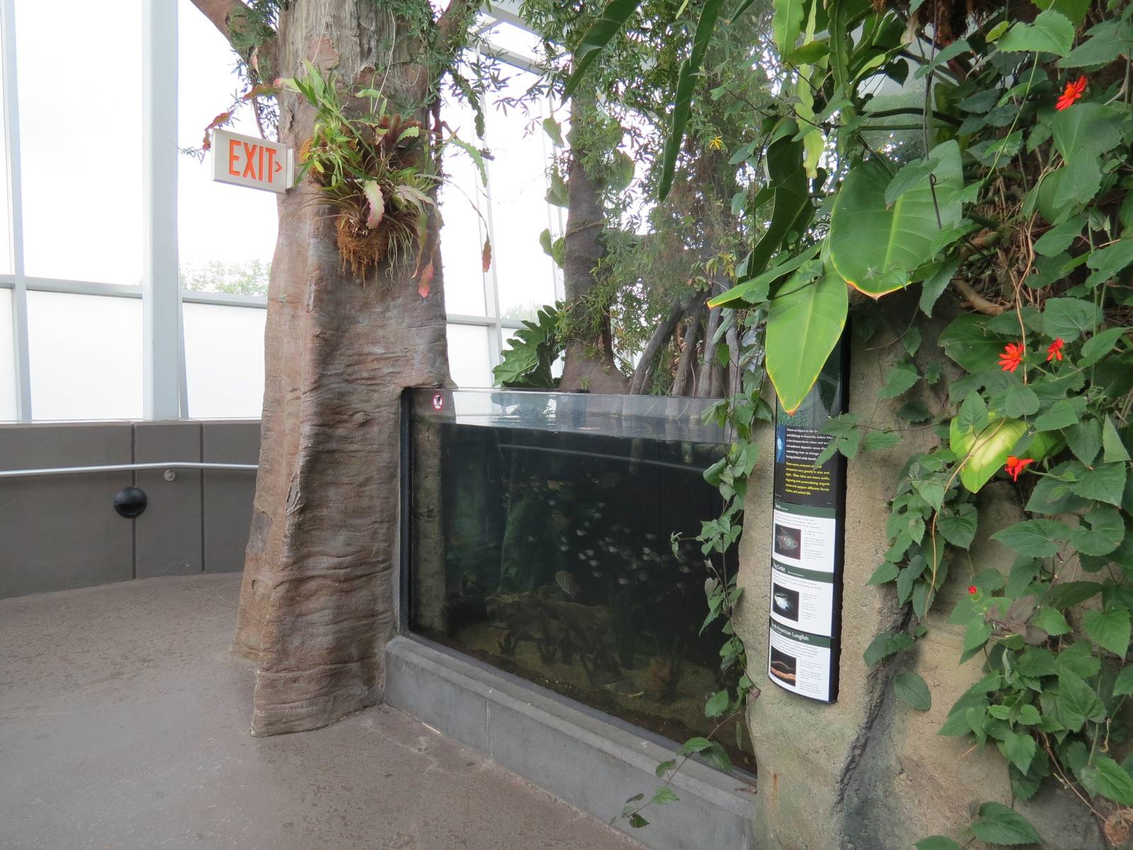 PPG Aquarium - Tropical Freshwater Rainforest - South American Lungfish, Fl