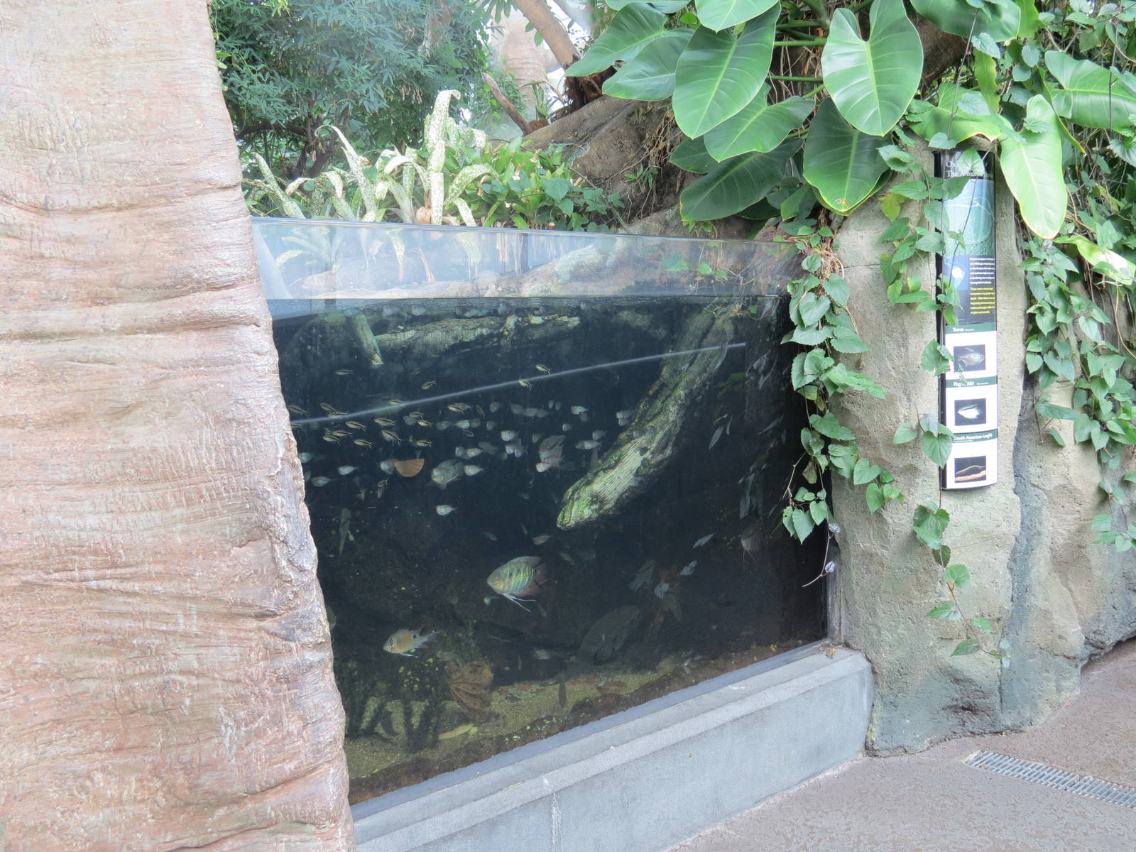 PPG Aquarium - Tropical Freshwater Rainforest - South American Lungfish, Fl