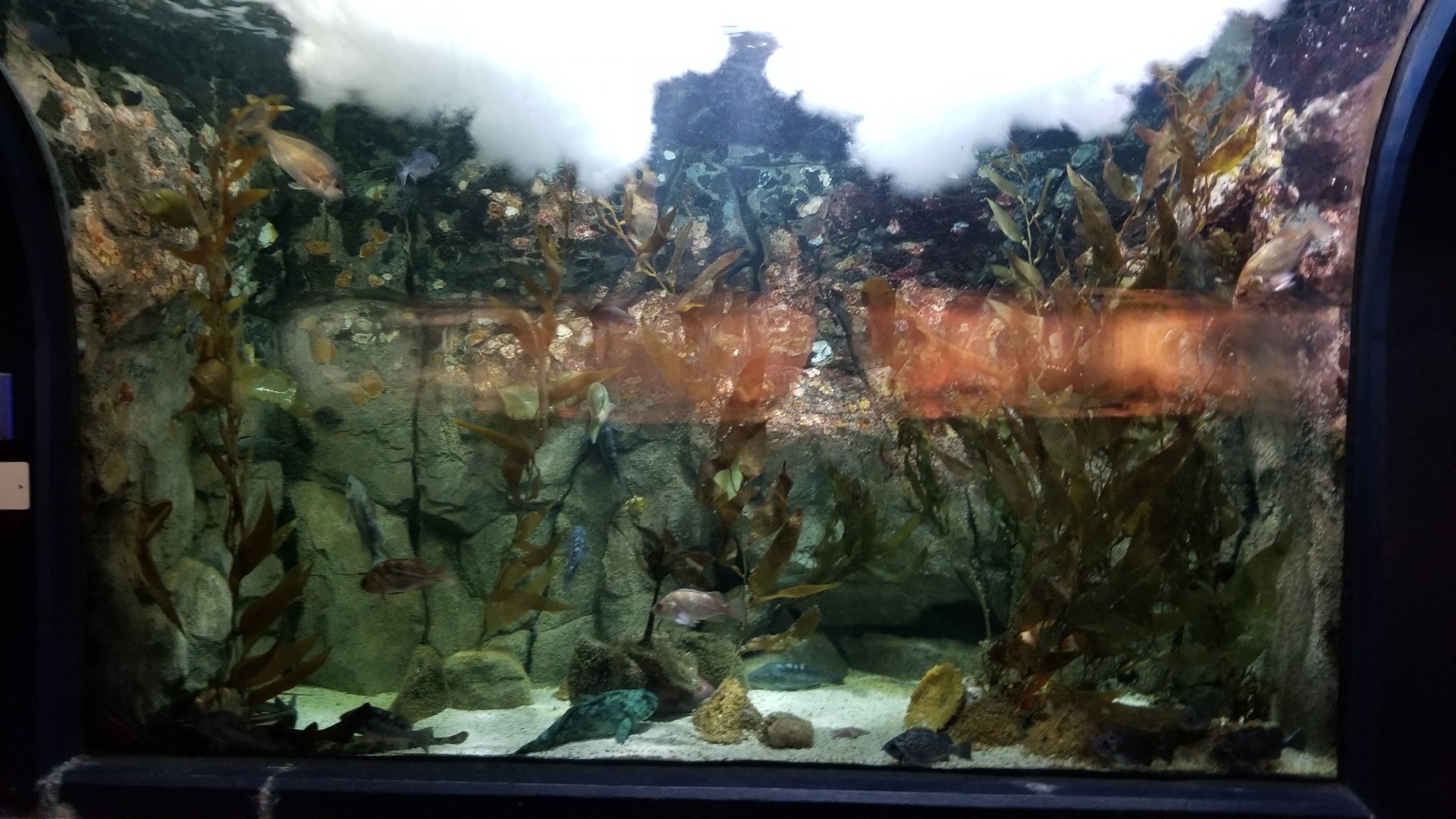 PPG Aquarium - unsigned tank across from penguins