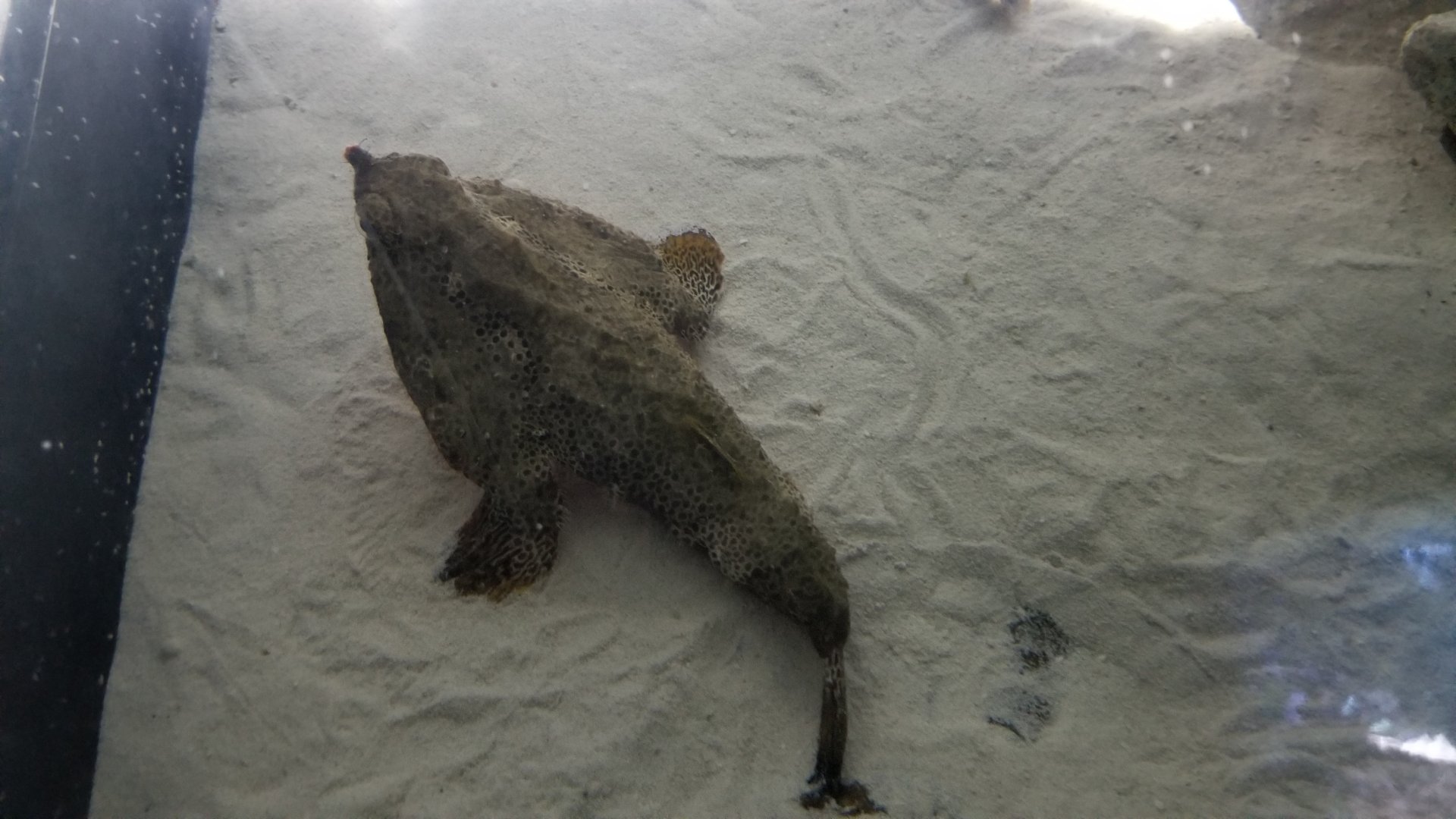 PPG Aquarium - Walking batfish