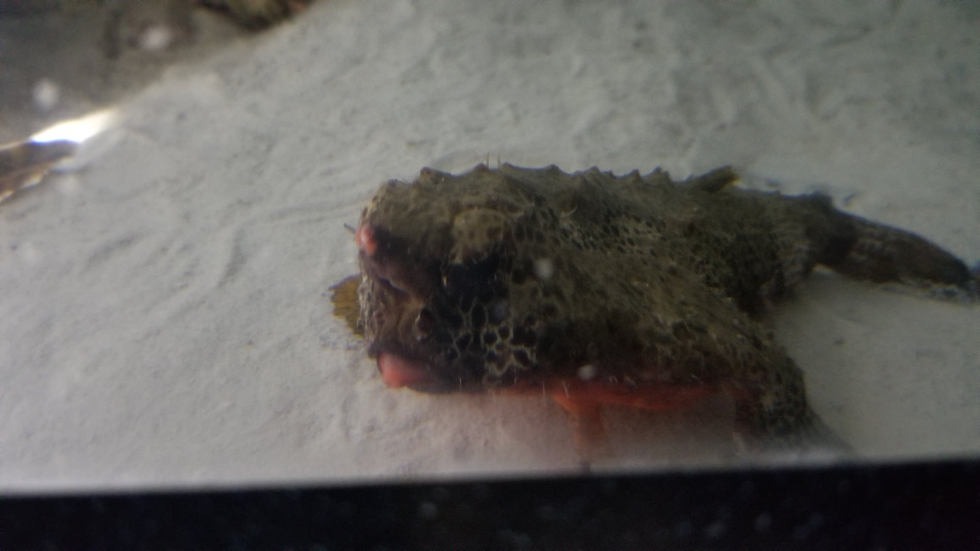 PPG Aquarium - Walking batfish