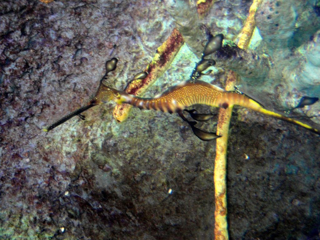 PPG Aquarium - Weedy Sea Dragon