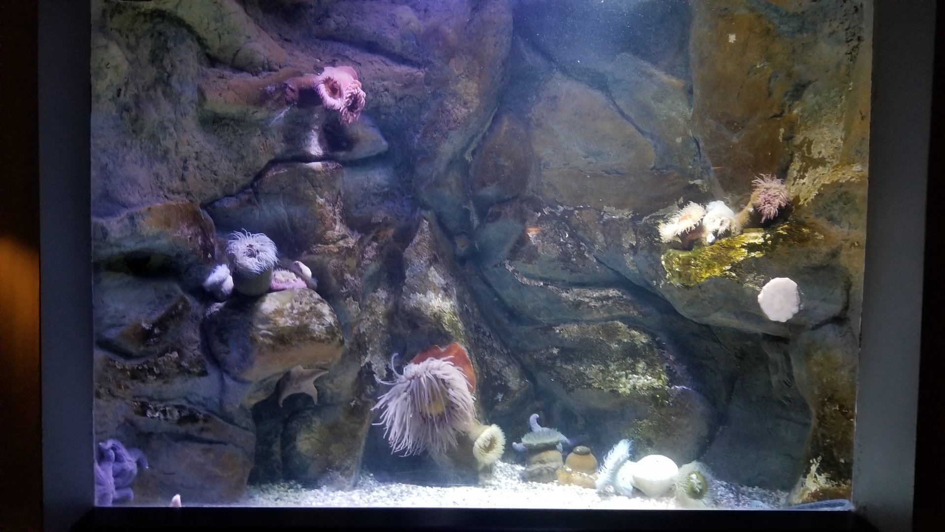 PPG Aquarium - wolf eel tank