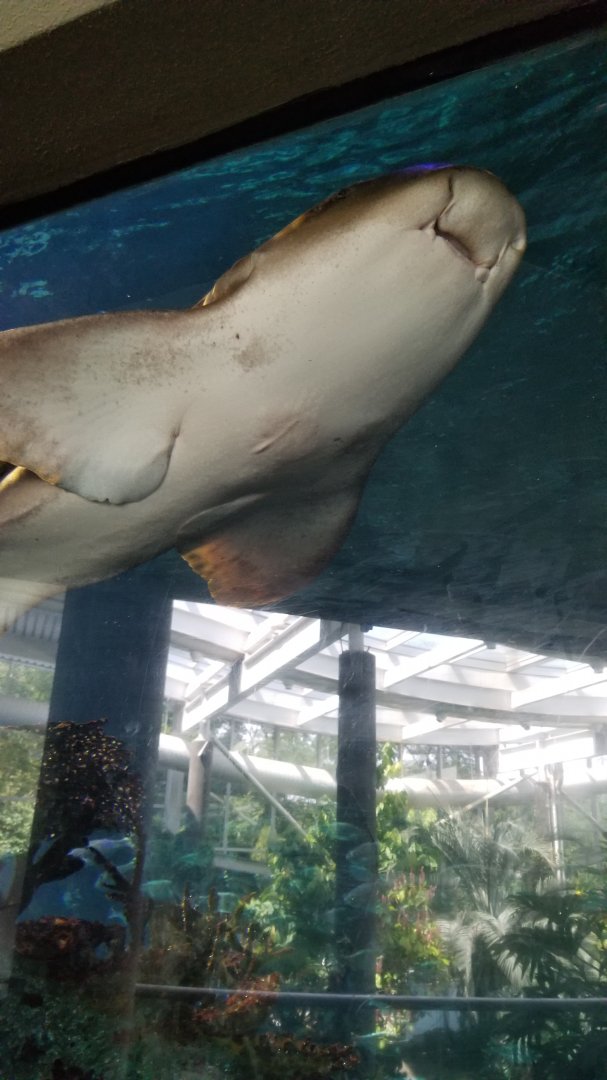 PPG Aquarium - Zebra shark