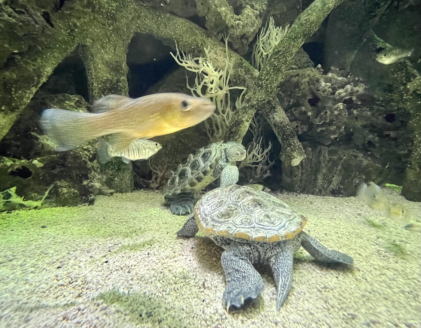 PPG Aquarium