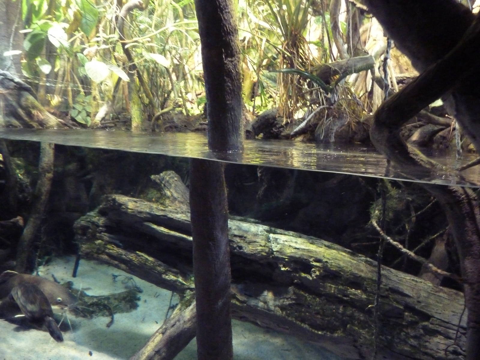 PPier 3 Pavilion - Level 4: Amazon River Forest