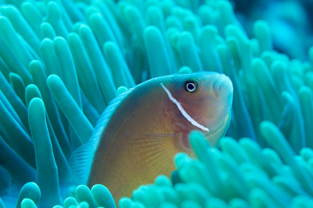 Ppink Anemonefish