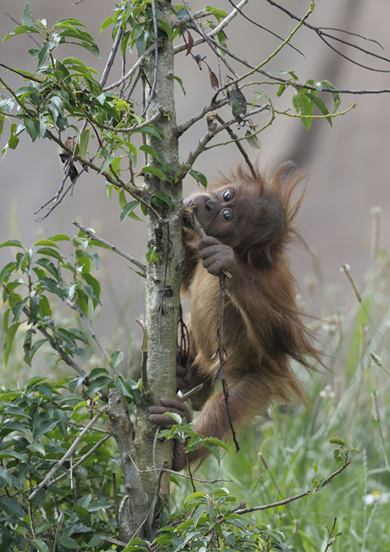 Practising orang lifeskills - climbing and destruction