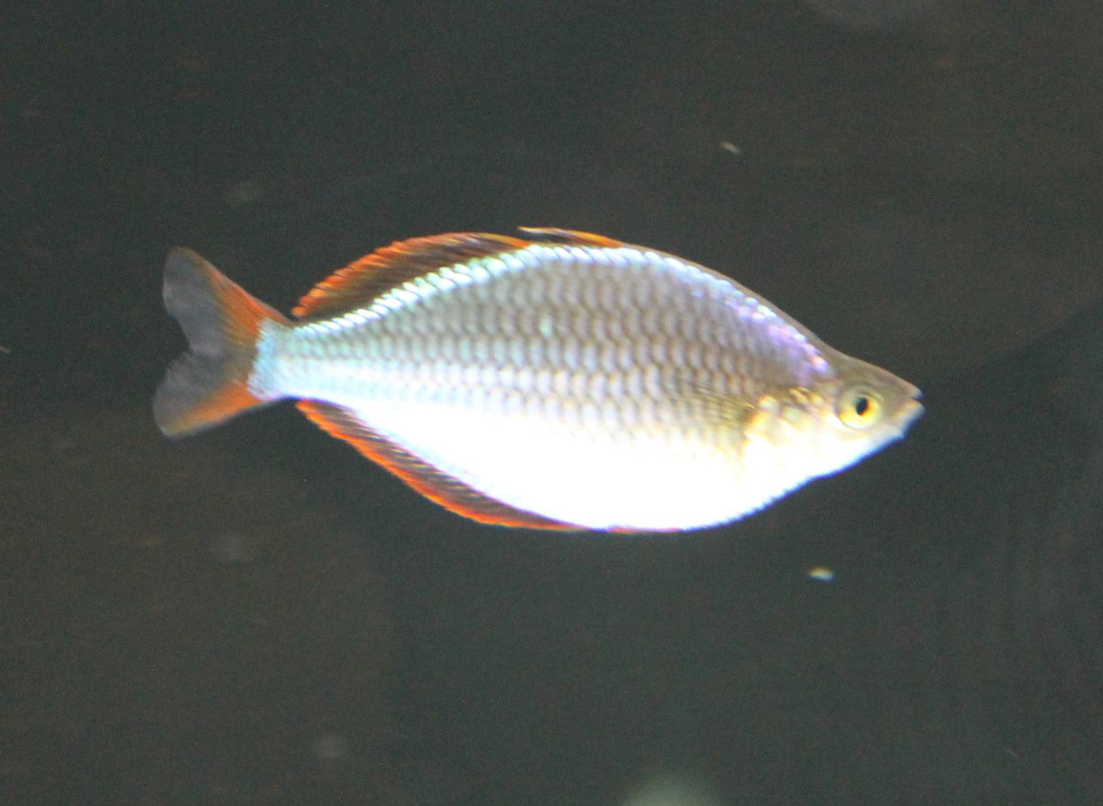 Praecox Rainbow (Melanotaenia praecox)