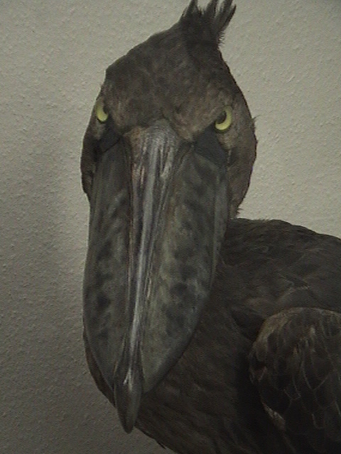 Prague National Museum