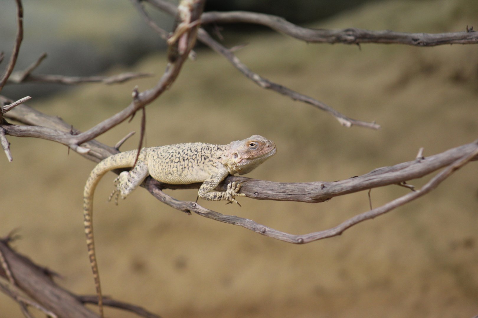 Prague- Paralaudakia lehmanni?