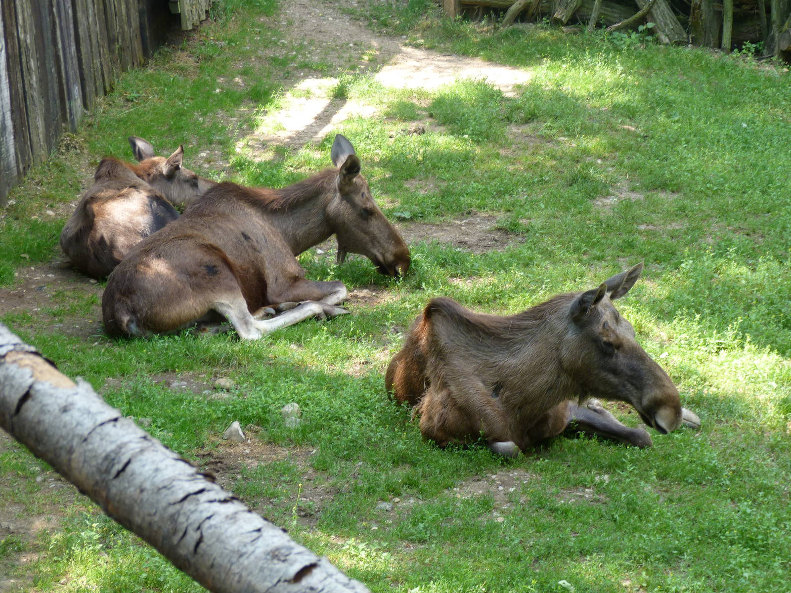 Prague Zoo 2011
