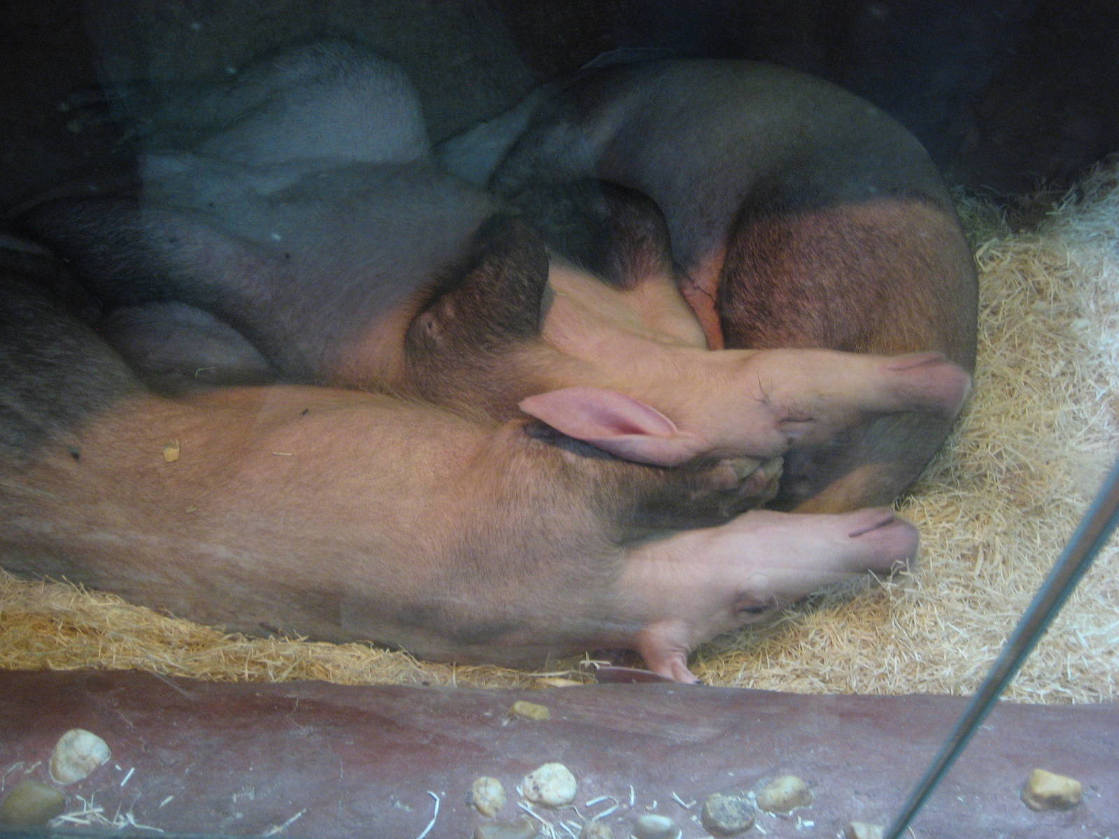 Prague Zoo - Aardvark family