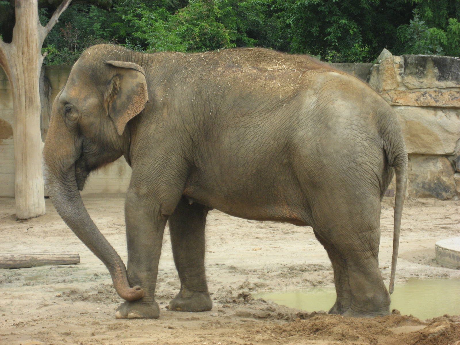 Prague Zoo - Asian elephant