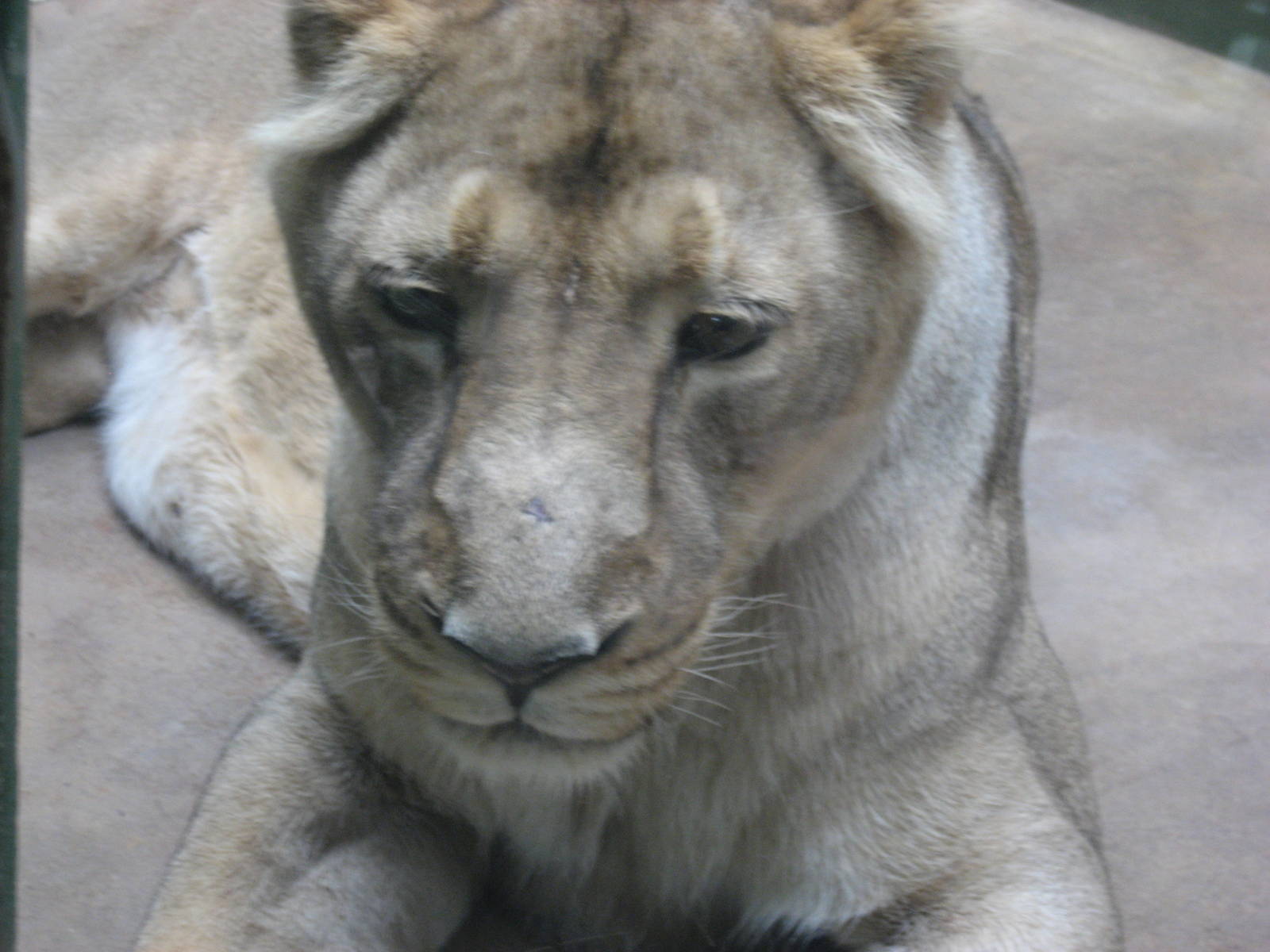 Prague Zoo - Asian lion
