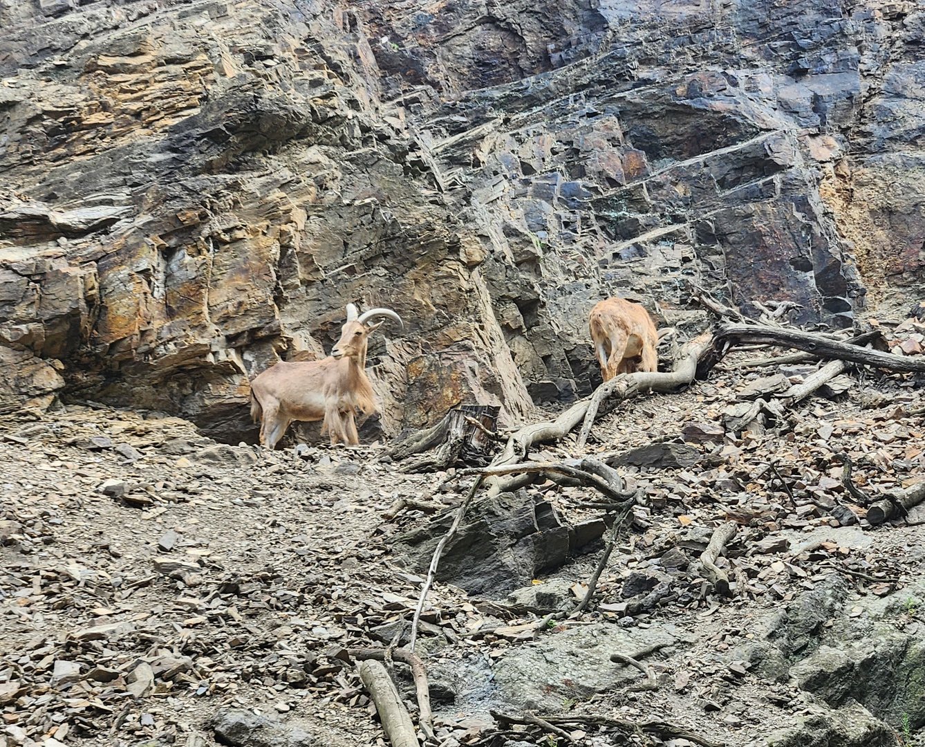 Prague Zoo - Barbary Sheep