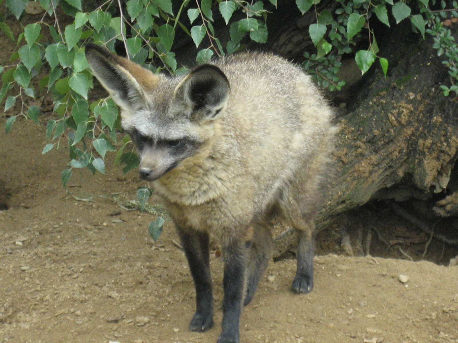Prague Zoo - Bat-eared fox