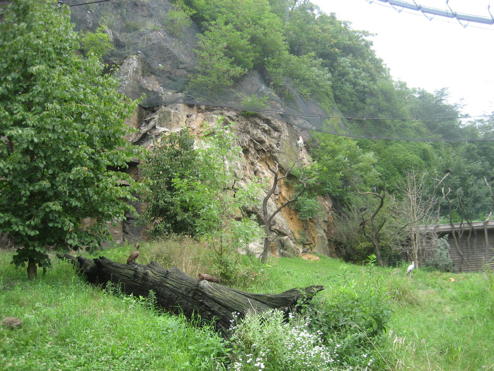 Prague Zoo - Big aviary