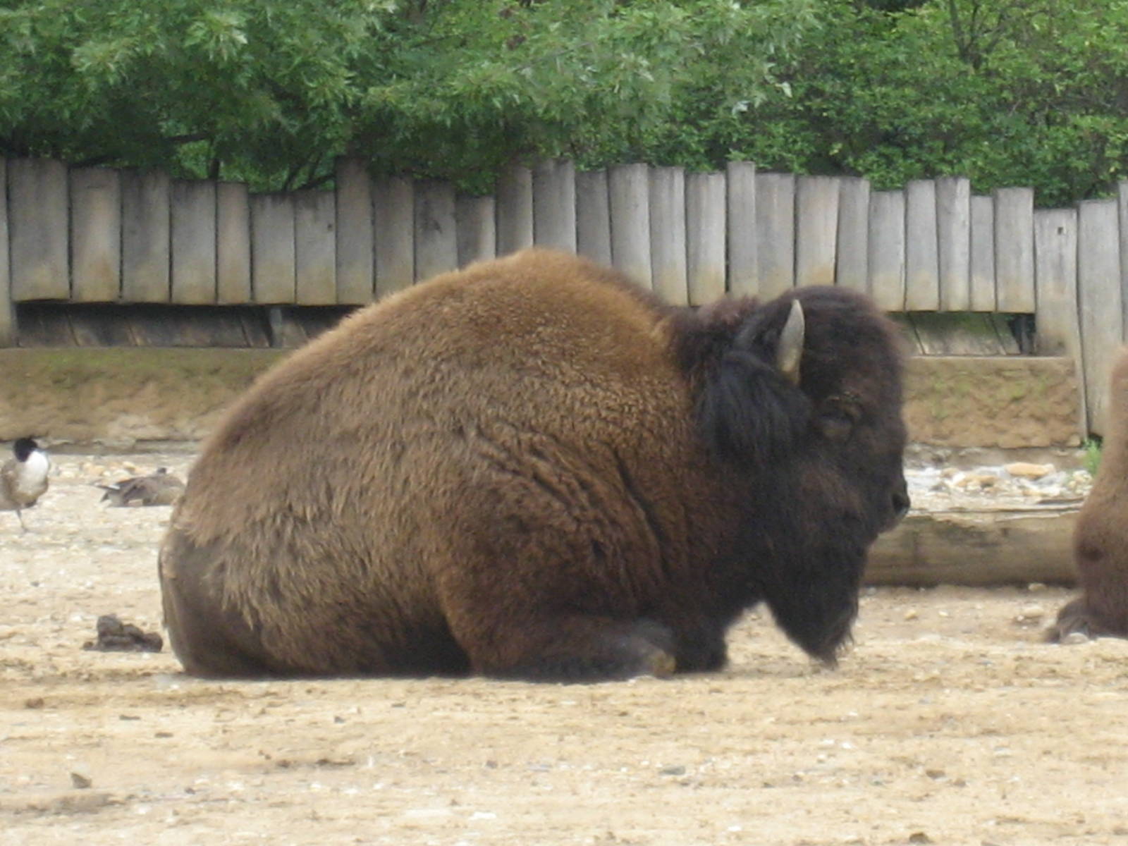 Prague Zoo - Bison