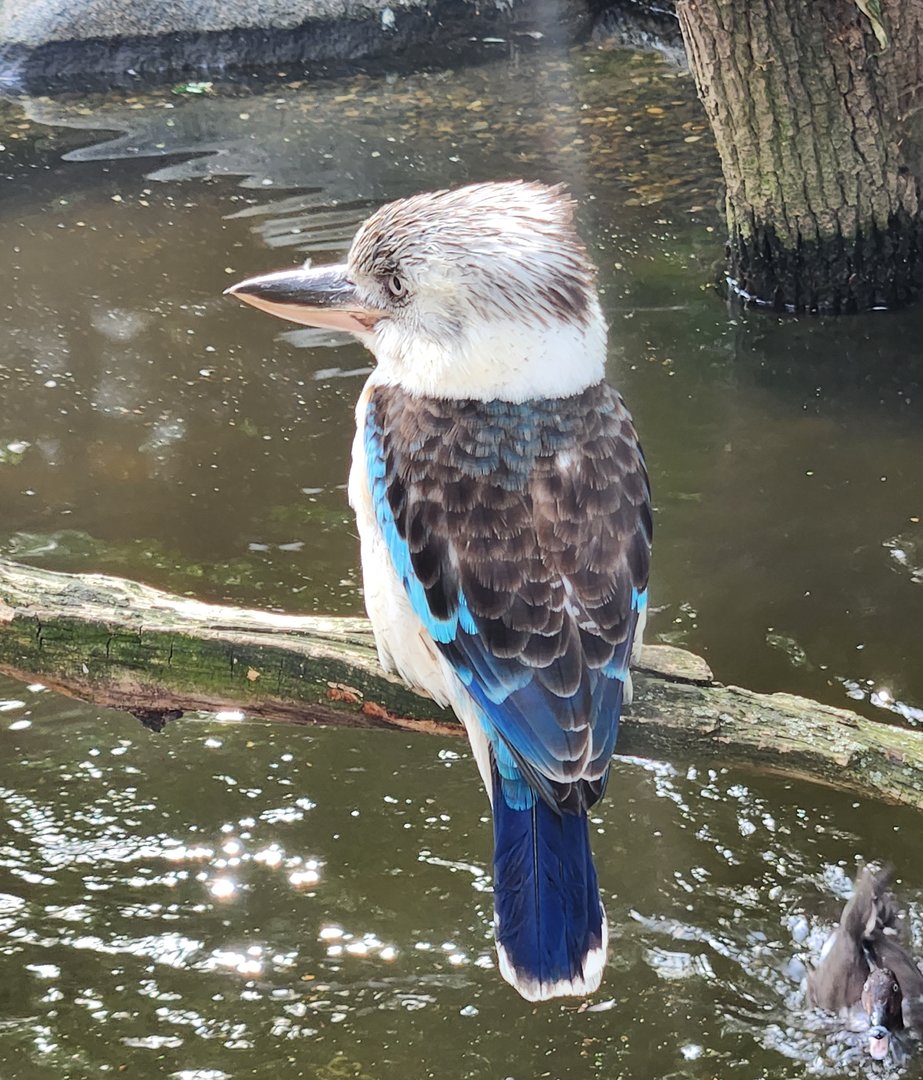 Prague Zoo - Blue-winged Kookaburra