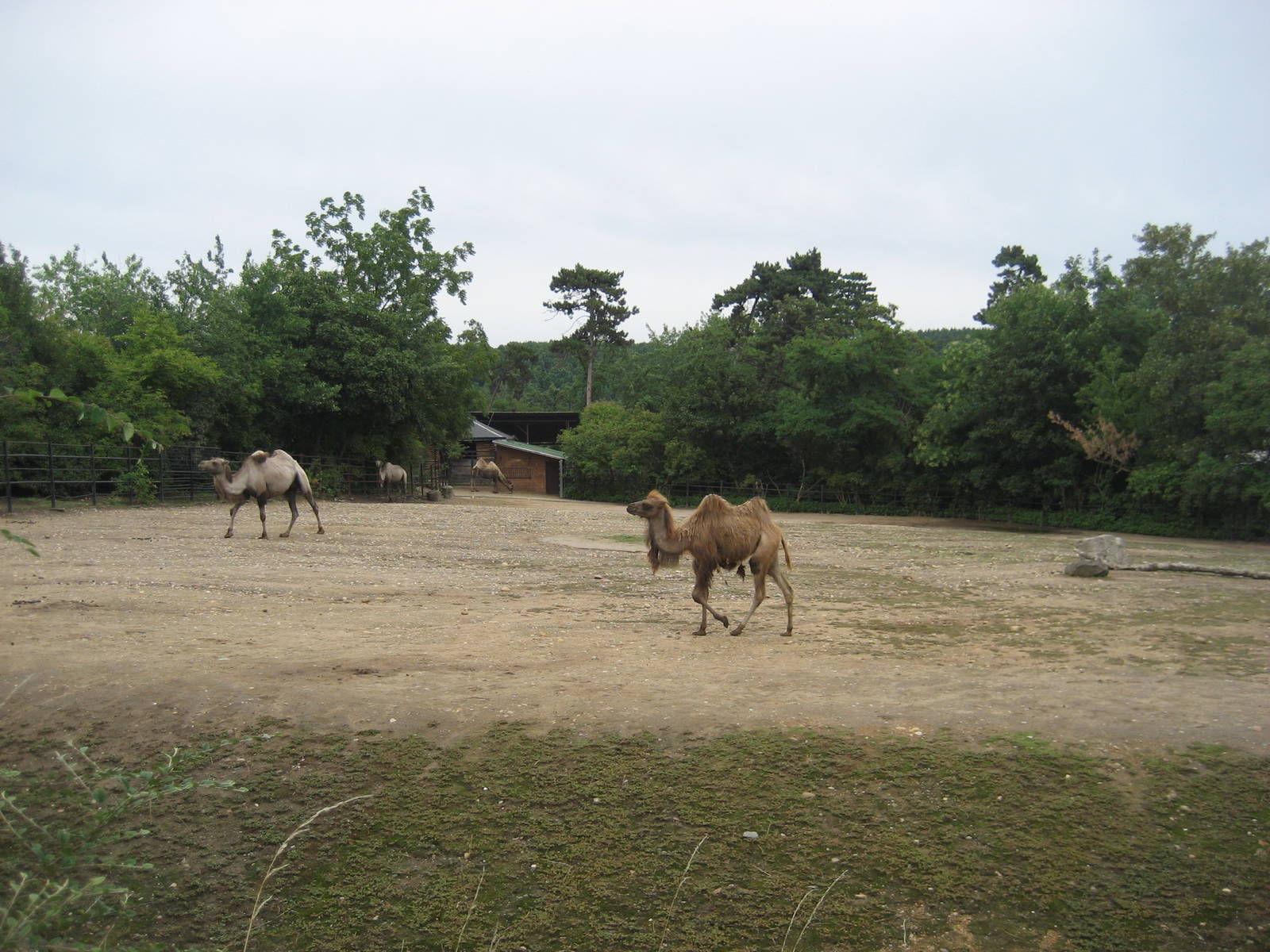 Prague Zoo - Camel exhibit