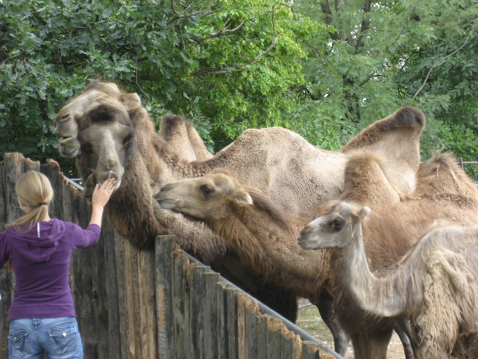 Prague Zoo - Camel feeding